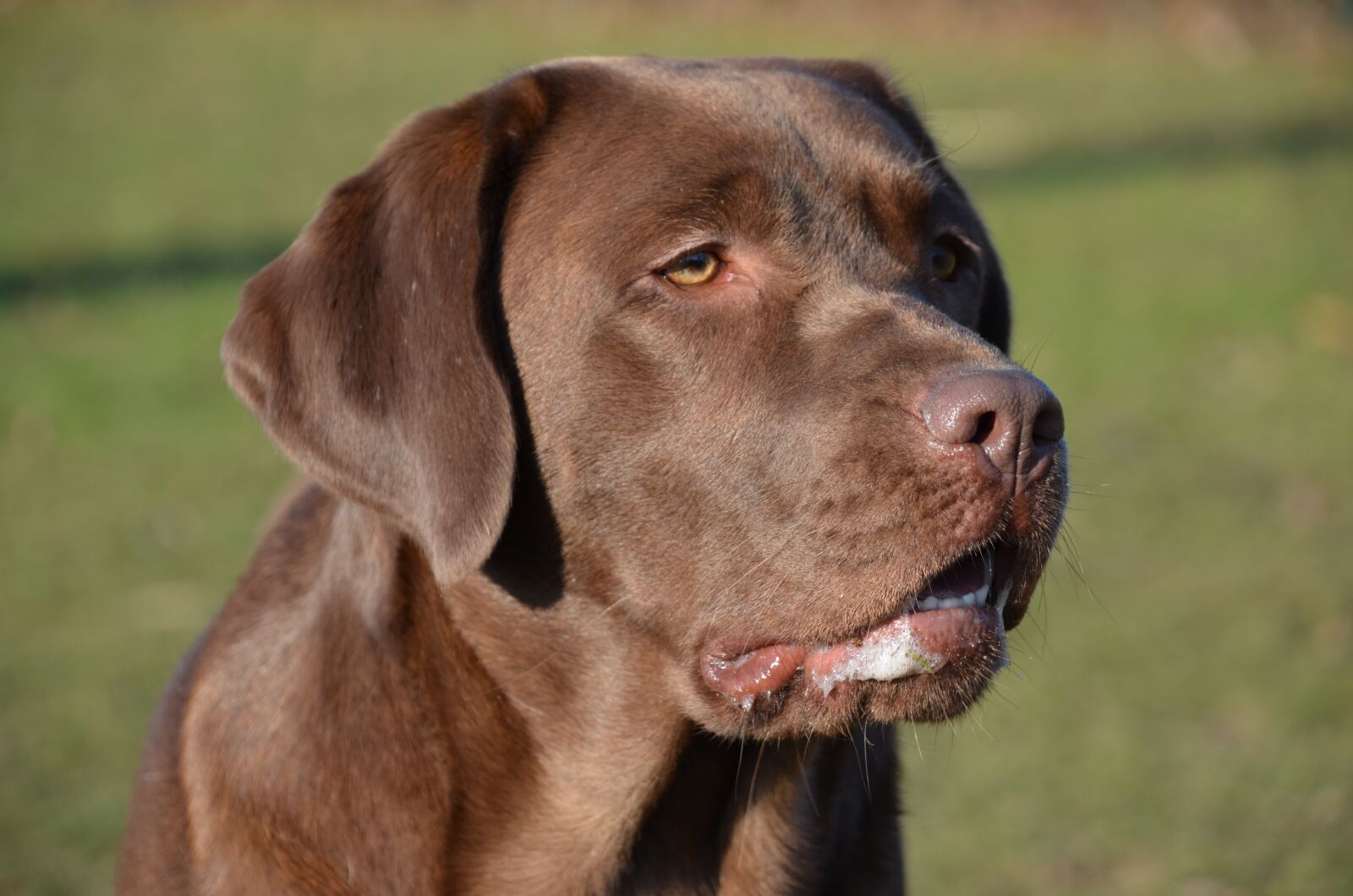 Nikon D5100 sample photo. Dog, chocolate, special photography