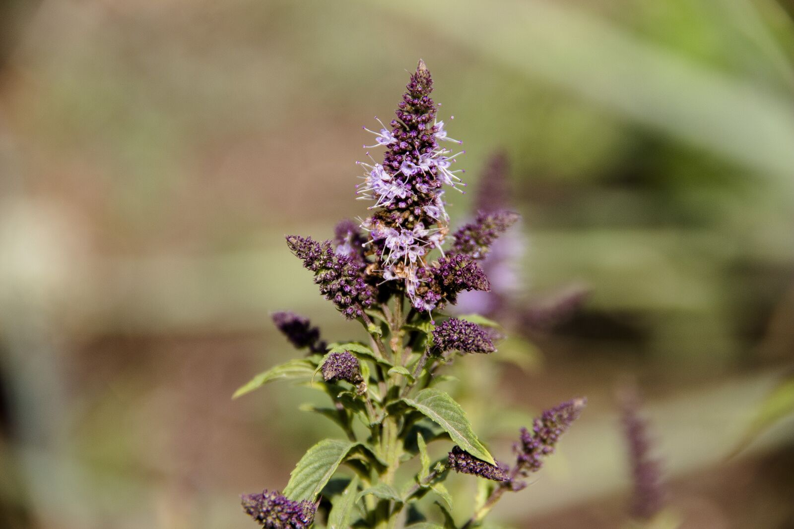 Canon EOS 650D (EOS Rebel T4i / EOS Kiss X6i) sample photo. Mint, plant, leaves photography
