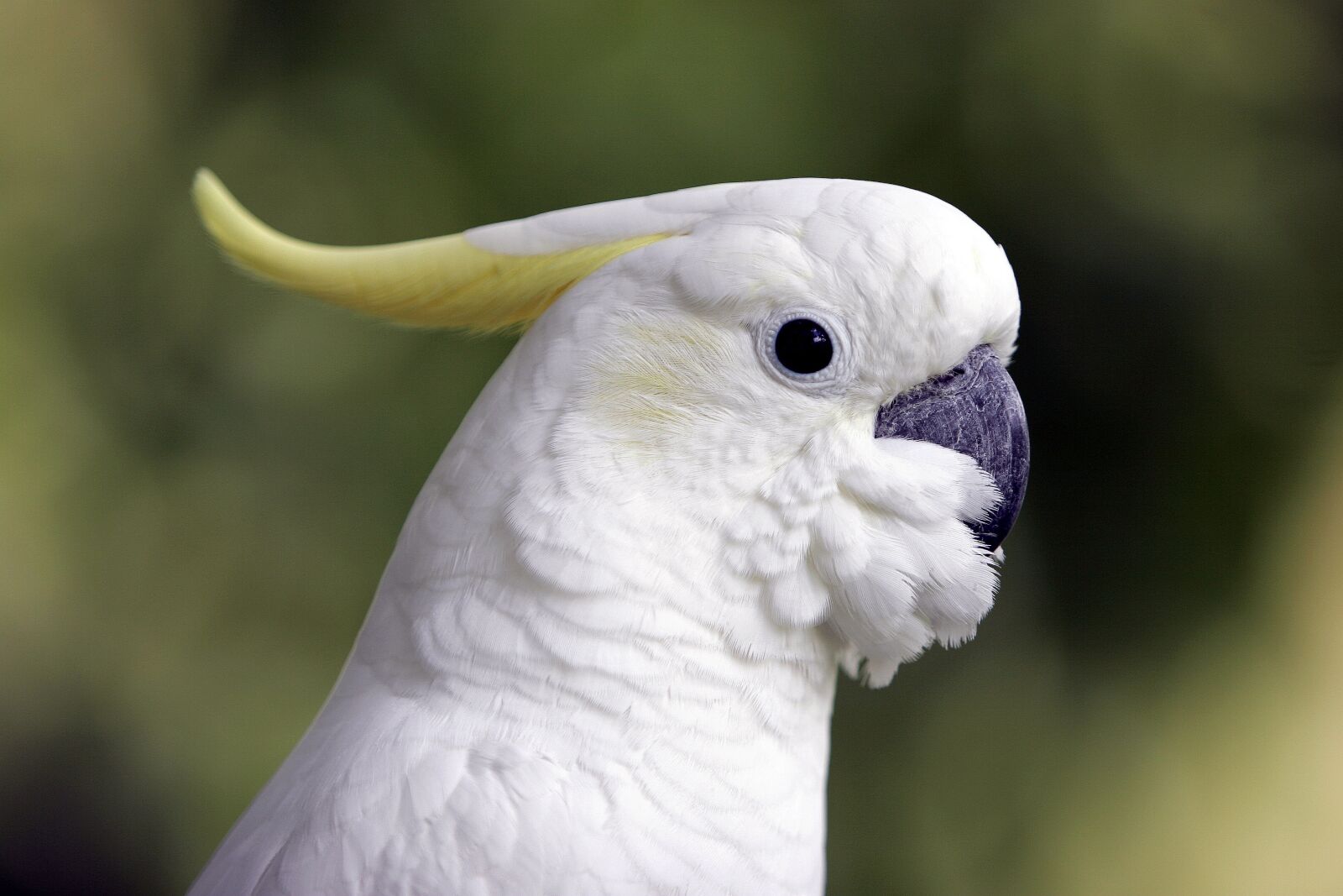 Canon EOS 20D sample photo. Cockatoo, bird, nature photography