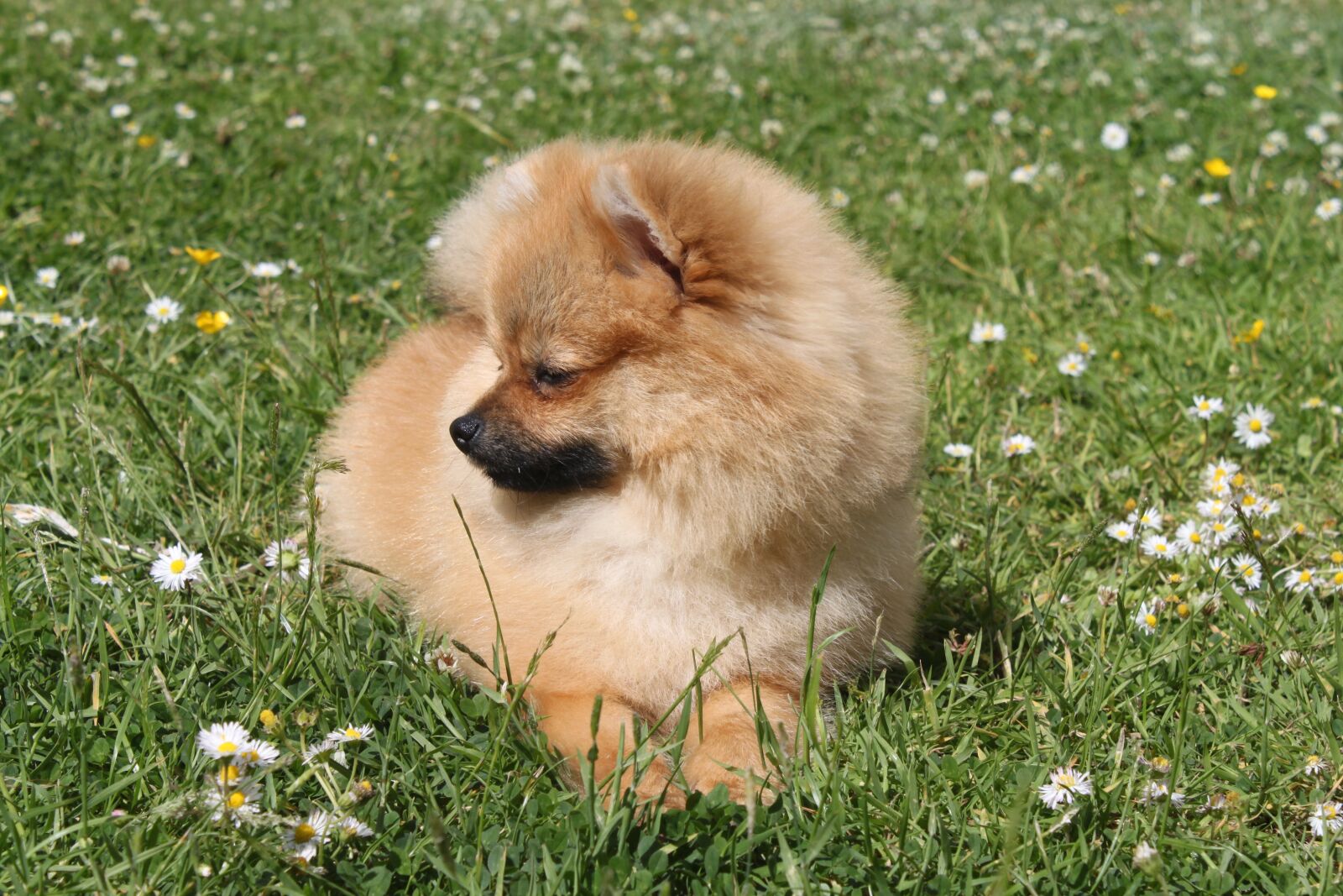 Canon EOS 500D (EOS Rebel T1i / EOS Kiss X3) sample photo. Dog, spitz miniature, animals photography