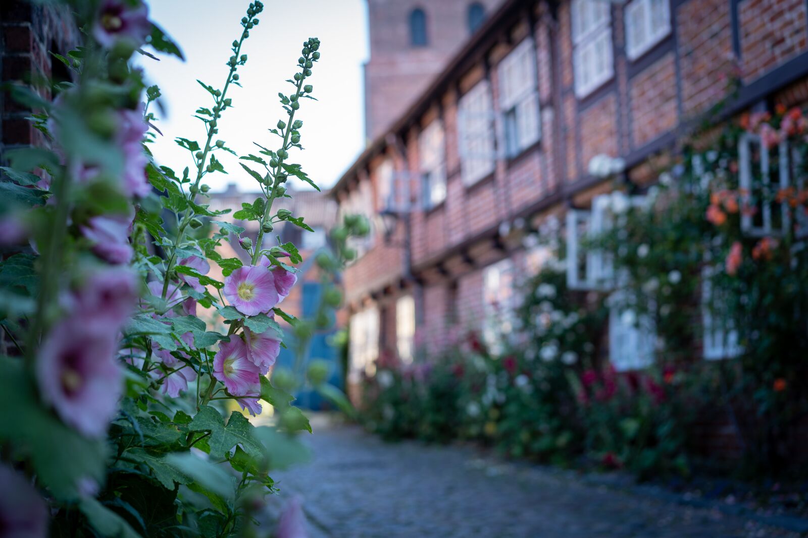 Sony Sonnar T* FE 55mm F1.8 ZA sample photo. Lüneburg, houses, flowers photography