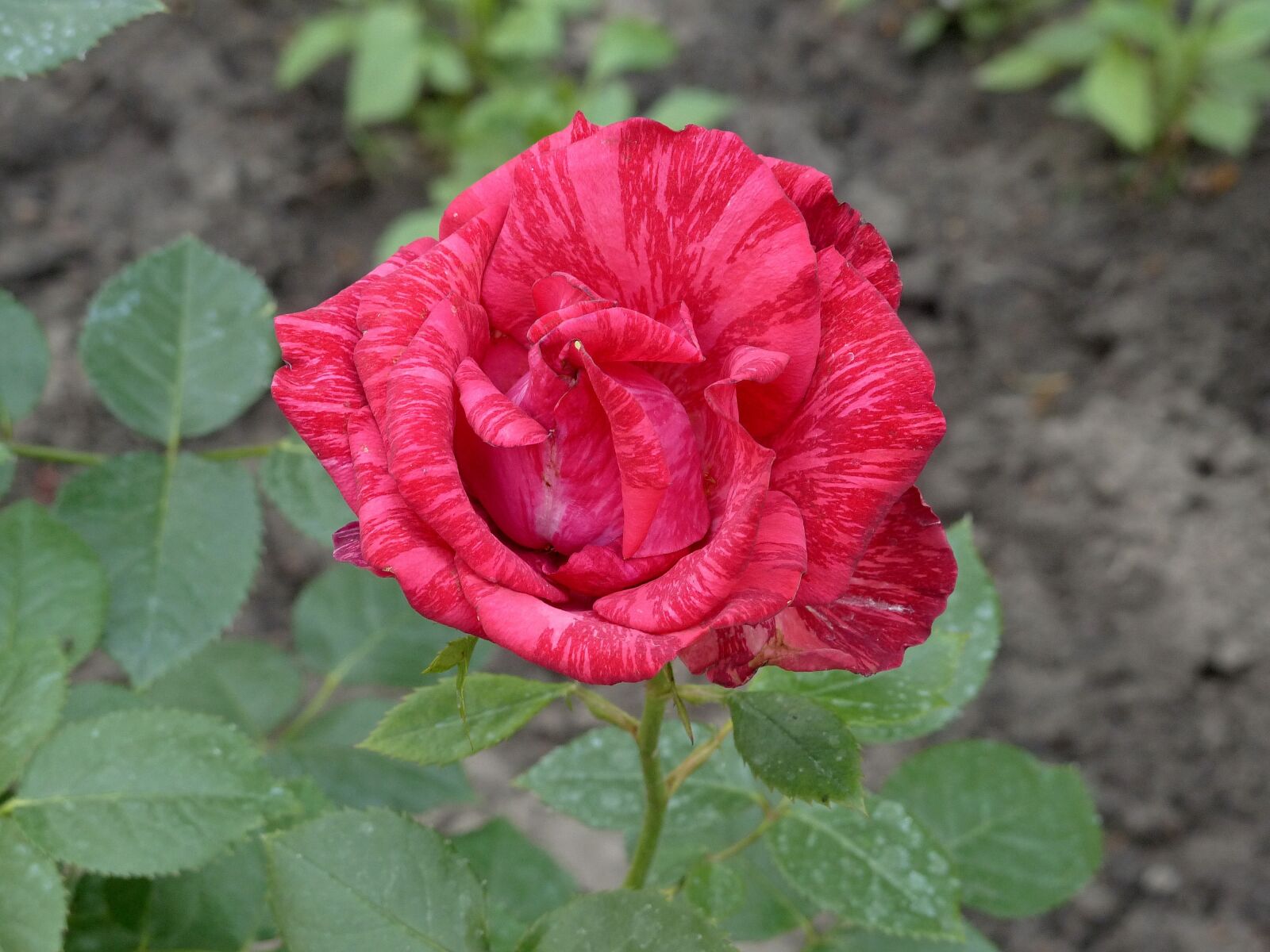 Panasonic Lumix DMC-FZ200 sample photo. Rose, striped rose, red photography