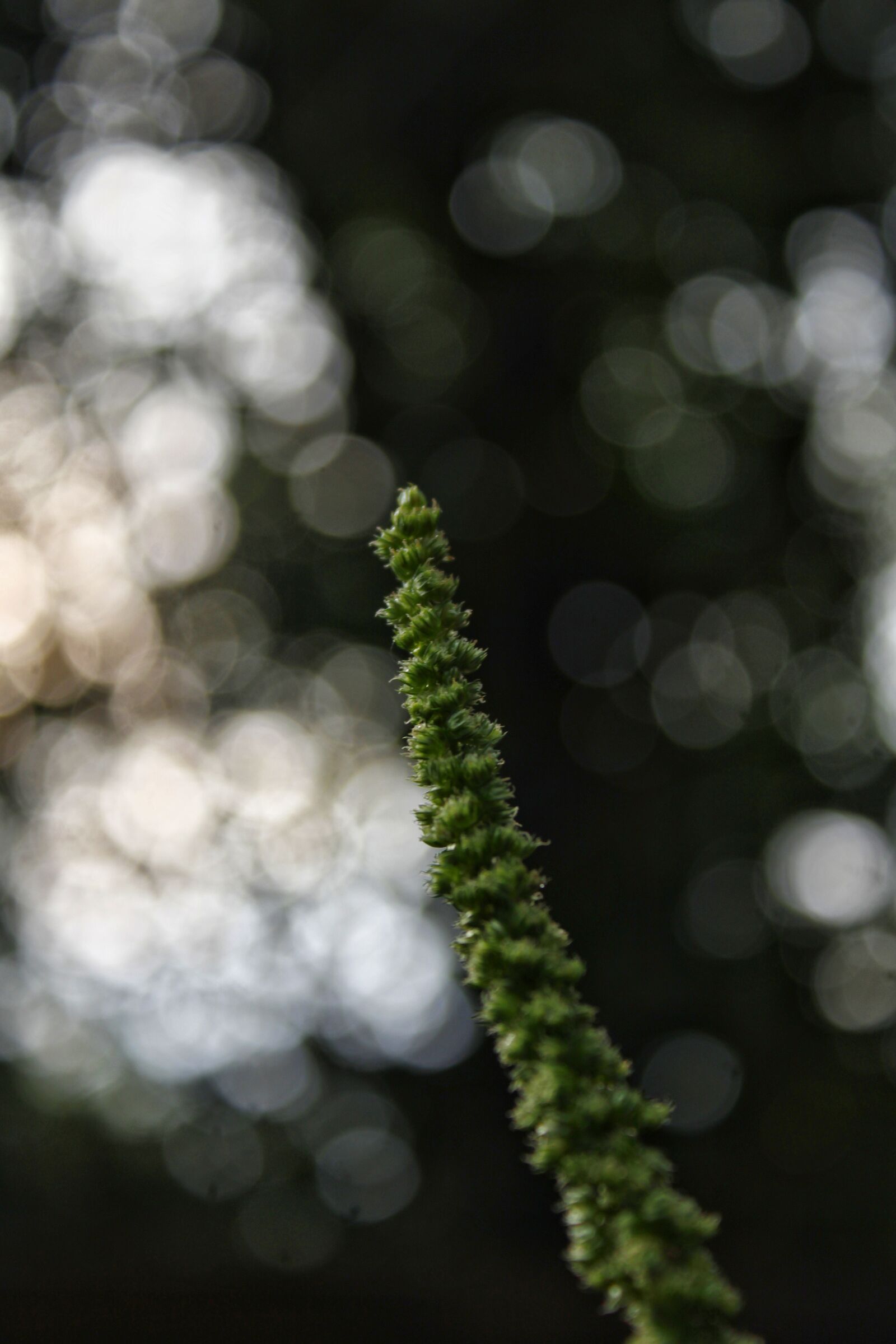 Canon EOS 2000D (EOS Rebel T7 / EOS Kiss X90 / EOS 1500D) sample photo. Nature, blur, plant photography