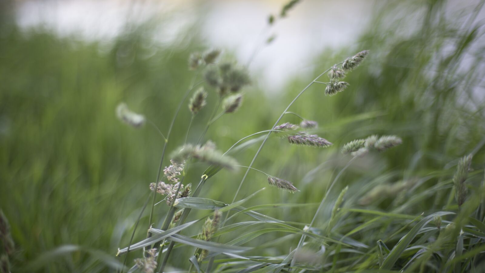 Canon EOS 6D + Canon EF 50mm F1.4 USM sample photo. Grasses, windy photography