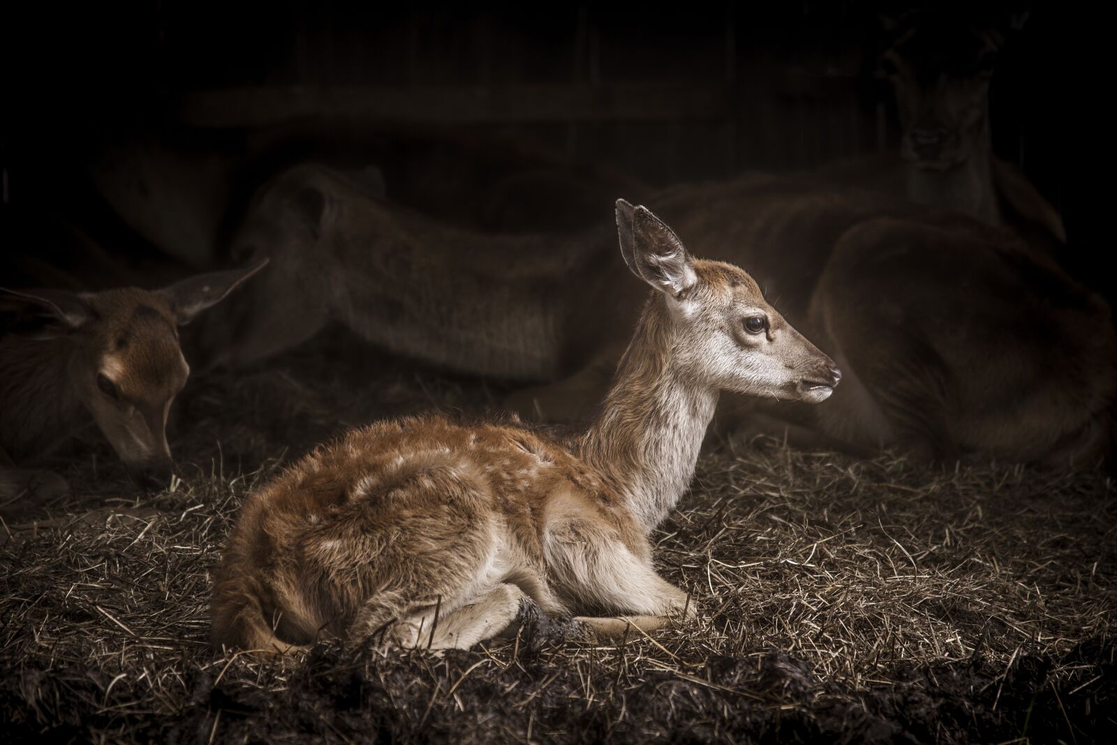 Nikon D610 sample photo. Animal, antler, baby photography