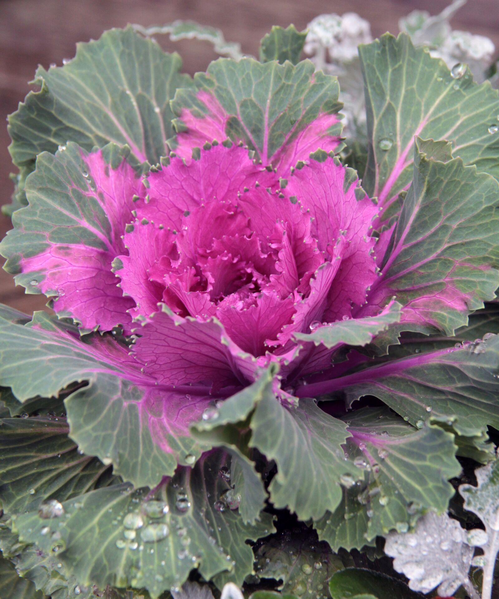 Canon EF-S 17-85mm F4-5.6 IS USM sample photo. Cabbage, ornament bowl, plants photography