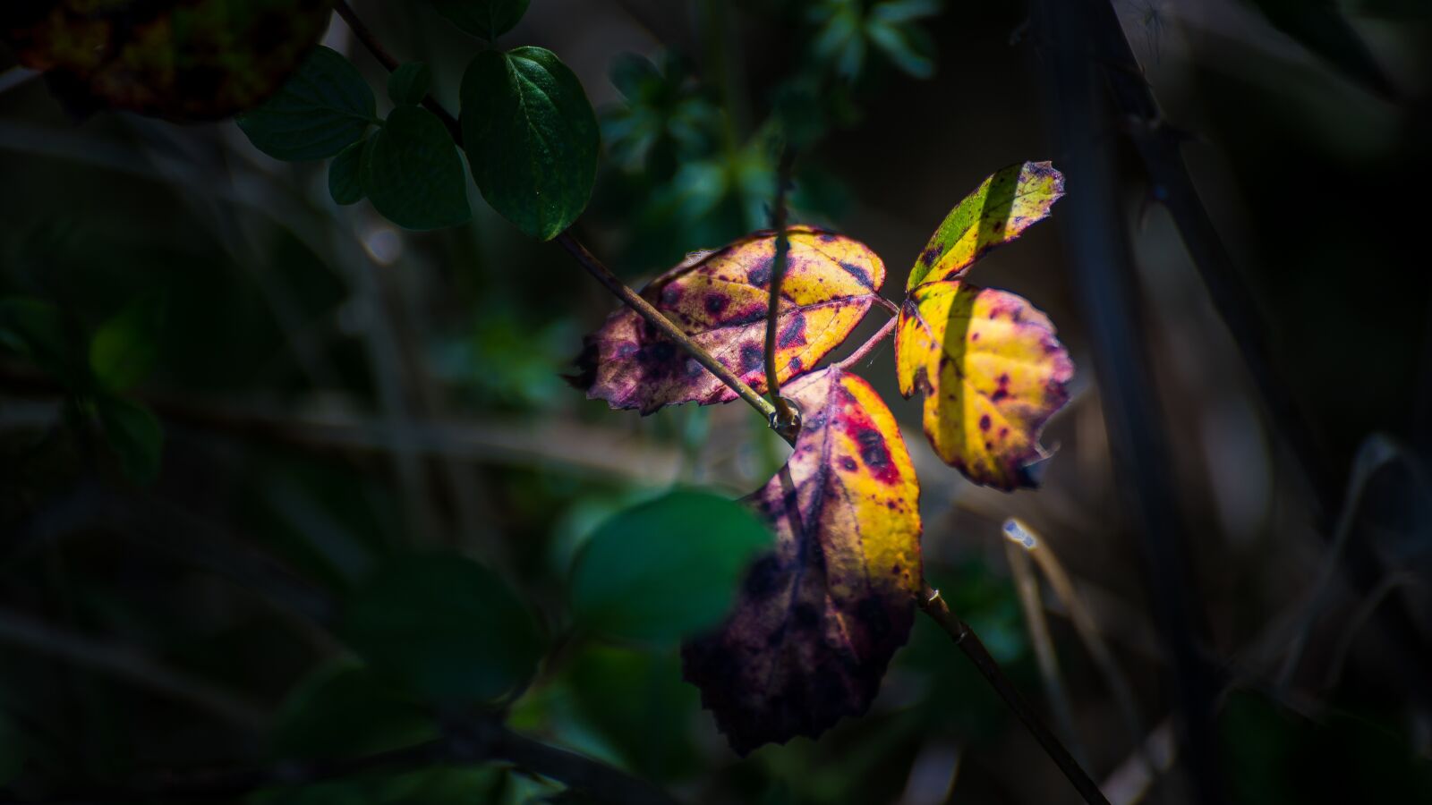 Canon EOS 6D Mark II sample photo. Leaf, wood, nature photography
