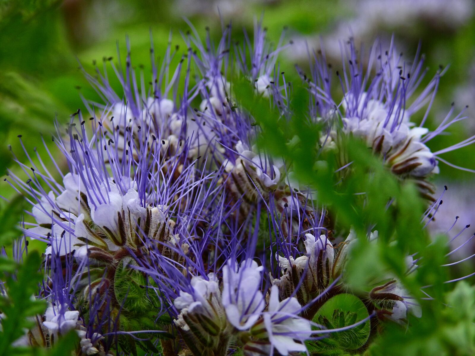Nikon Coolpix P900 sample photo. Meadow, flower meadow, cornflowers photography