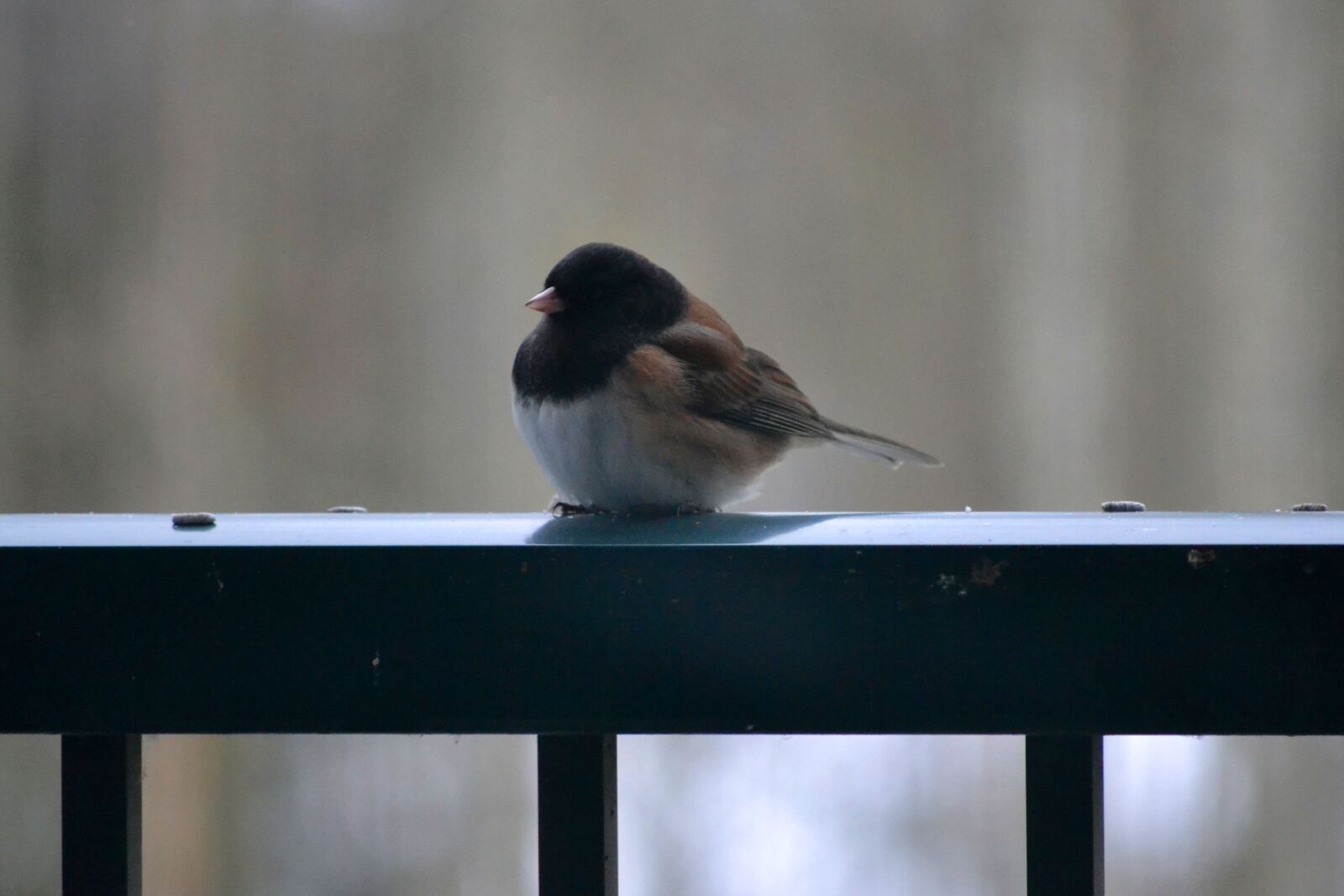 Nikon D3100 sample photo. Bird, feather, rail photography