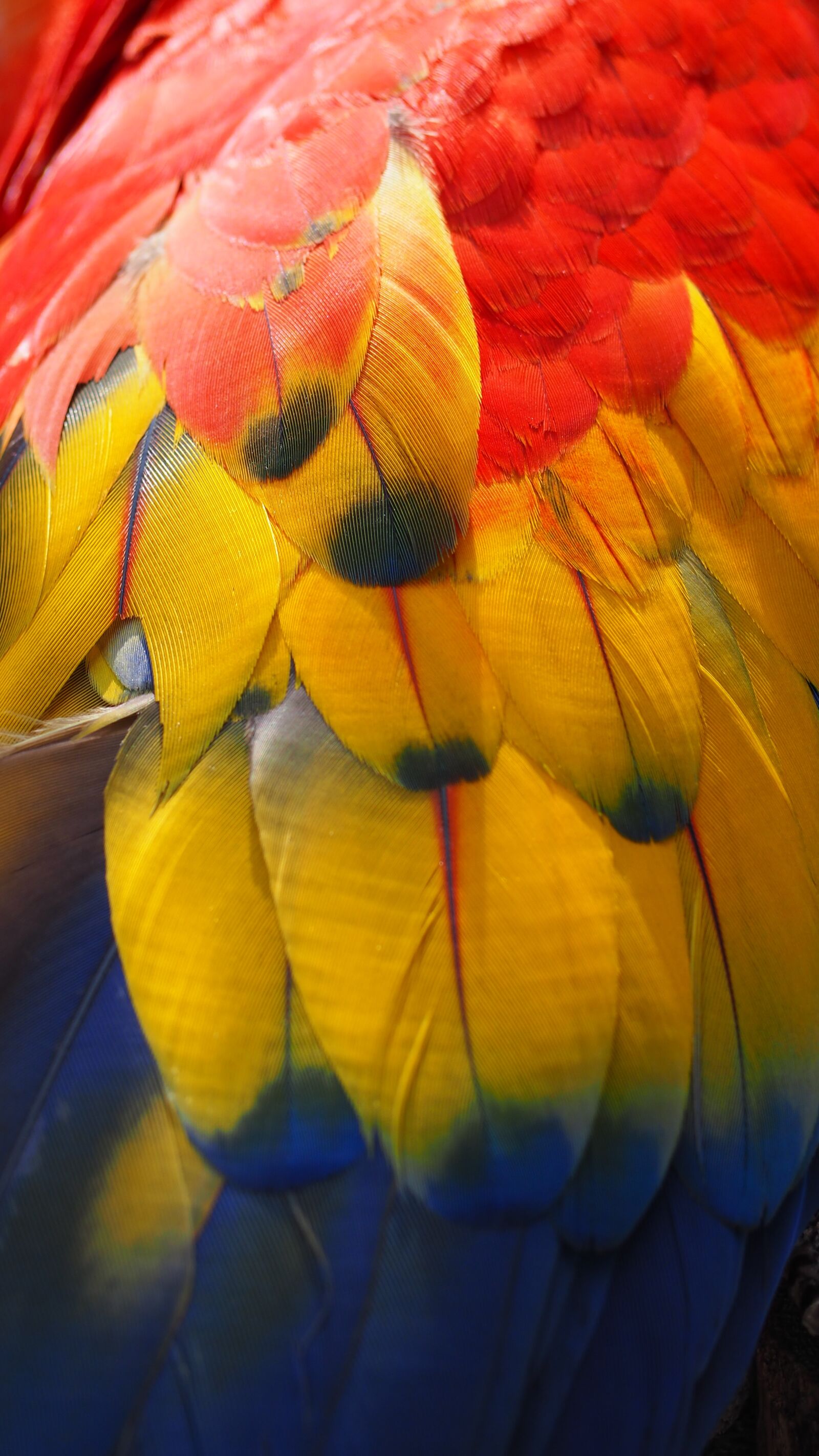 Olympus OM-D E-M10 II sample photo. Parrot, bird, animal photography