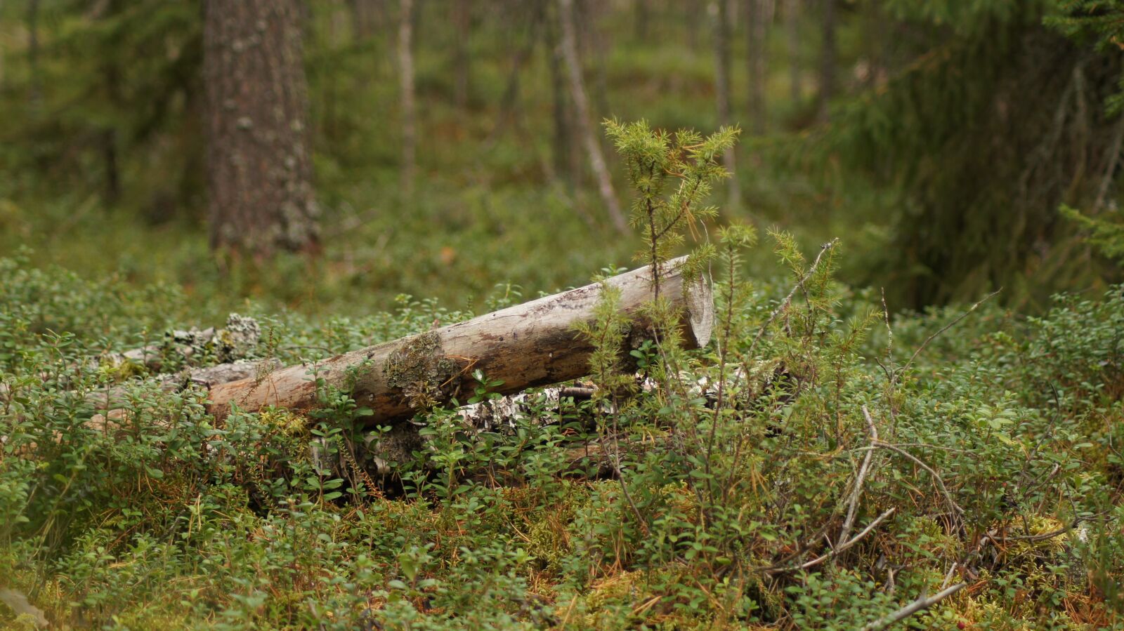 Sony SLT-A35 sample photo. Oulu finland, m k photography
