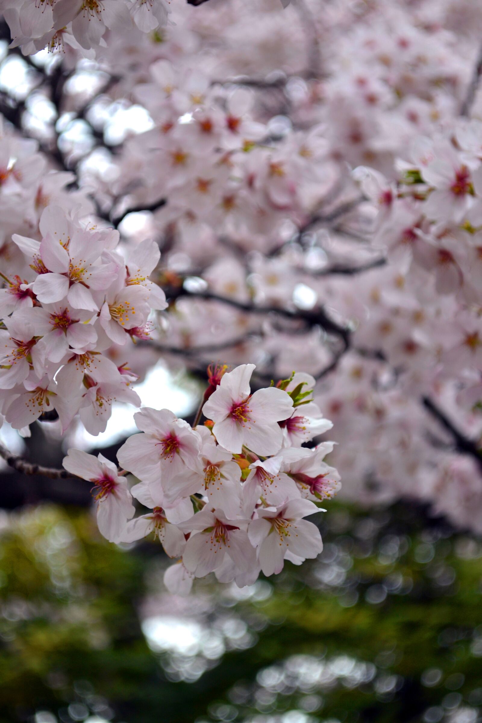Nikon D3100 sample photo. Flower, sakura, japan photography