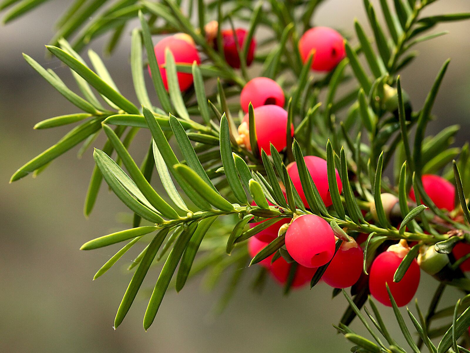 Canon EOS 5D Mark II sample photo. Plant, bush, cis photography