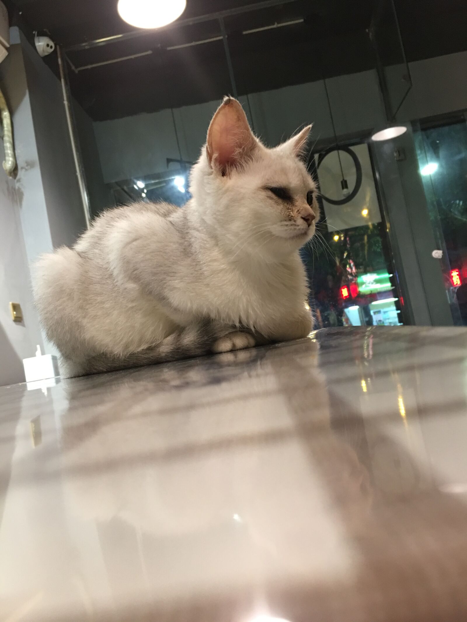 iPhone 6s Plus back camera 4.15mm f/2.2 sample photo. Cat, café, pets photography