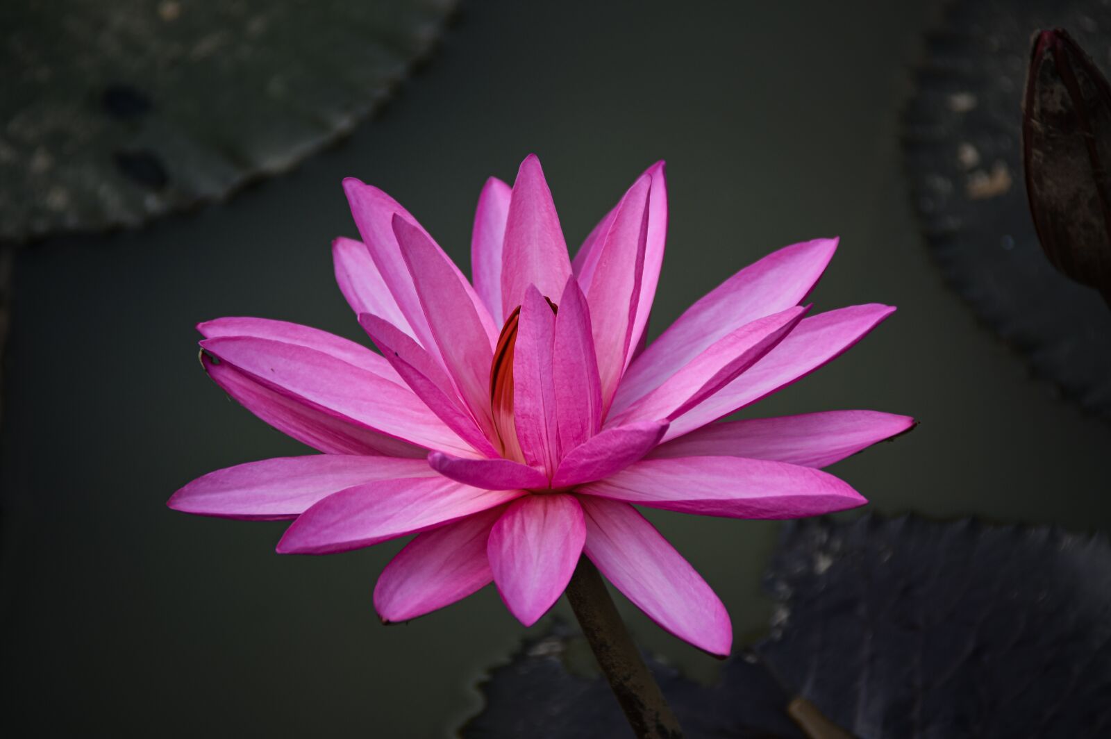 Nikon D7200 sample photo. Lily, flower, petals photography