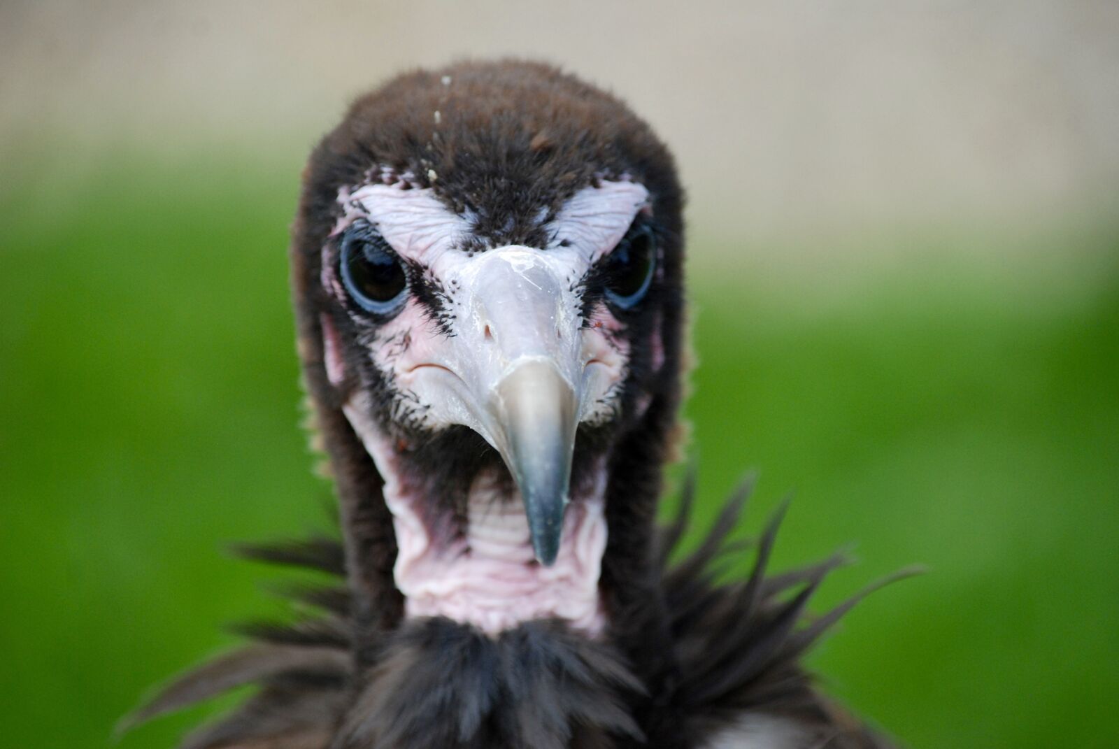 Nikon D80 sample photo. Vulture, bird, falconry photography