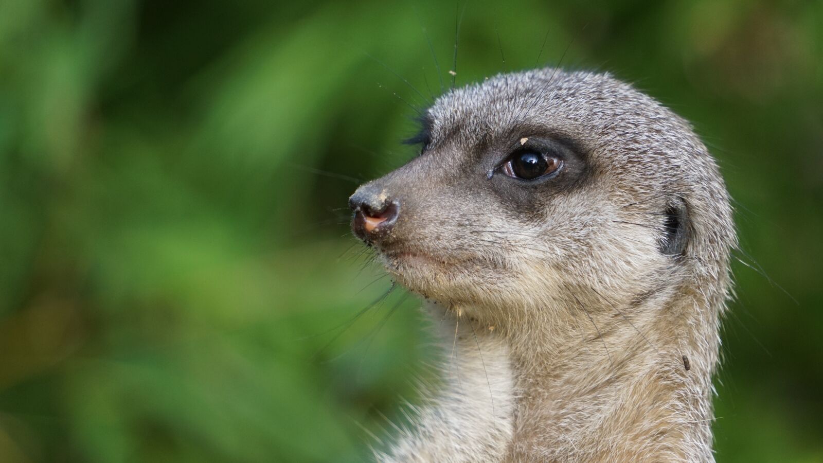 Sony E 55-210mm F4.5-6.3 OSS sample photo. Zoo, animal, meerkat photography