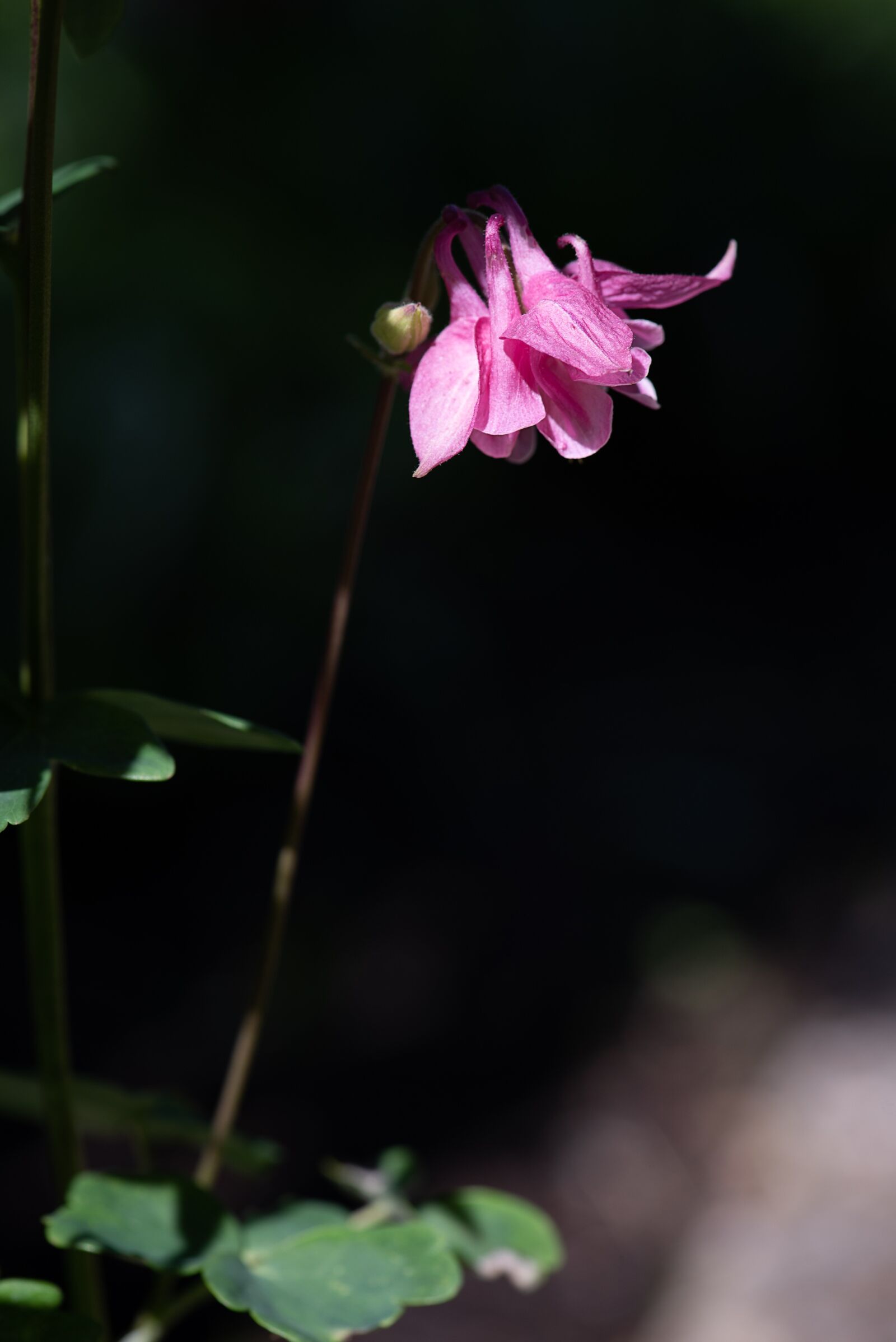 Nikon D750 sample photo. Columbine, pink, pink columbine photography