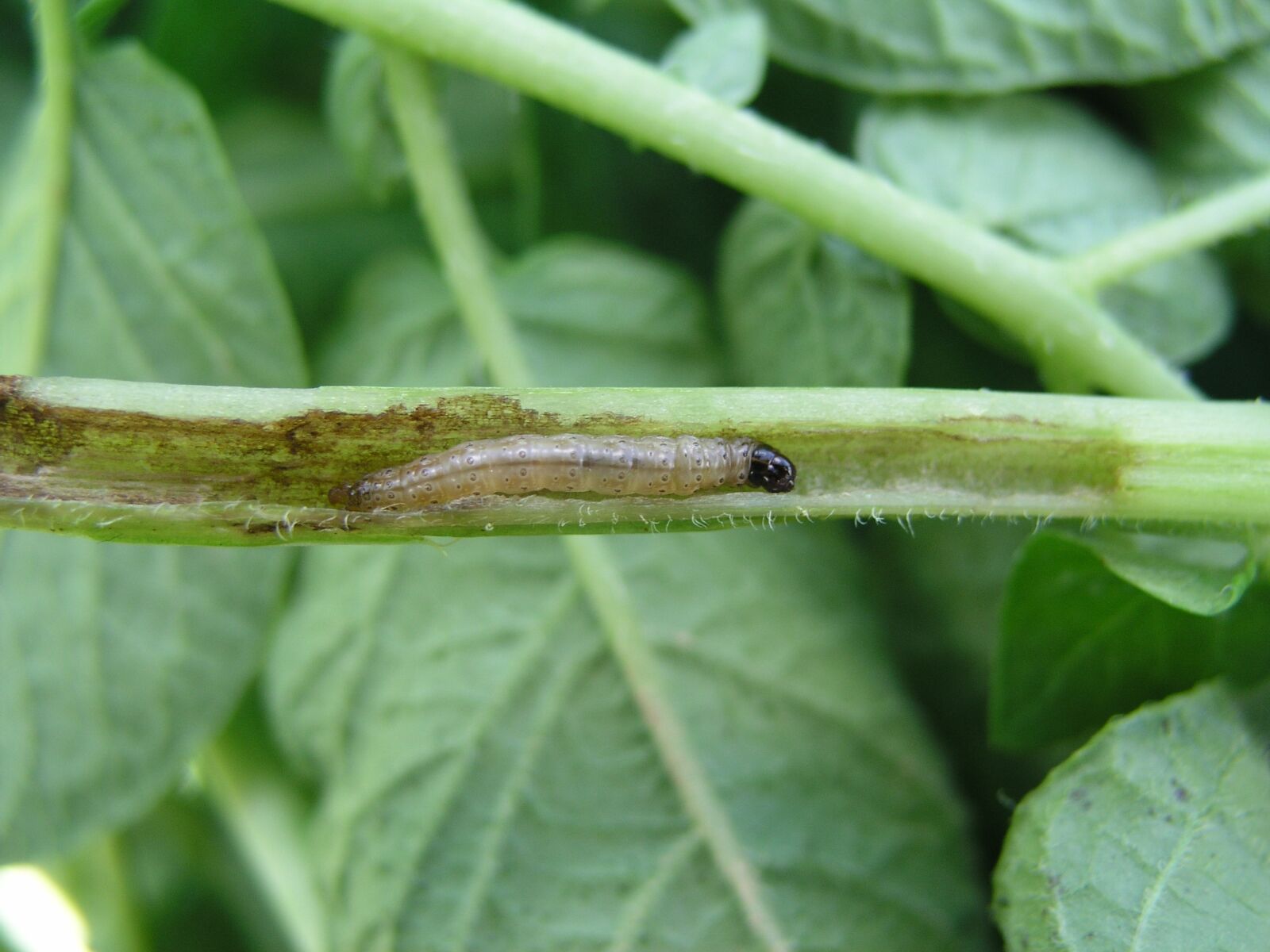 Olympus C5050Z sample photo. Potato, insect, corn borer photography
