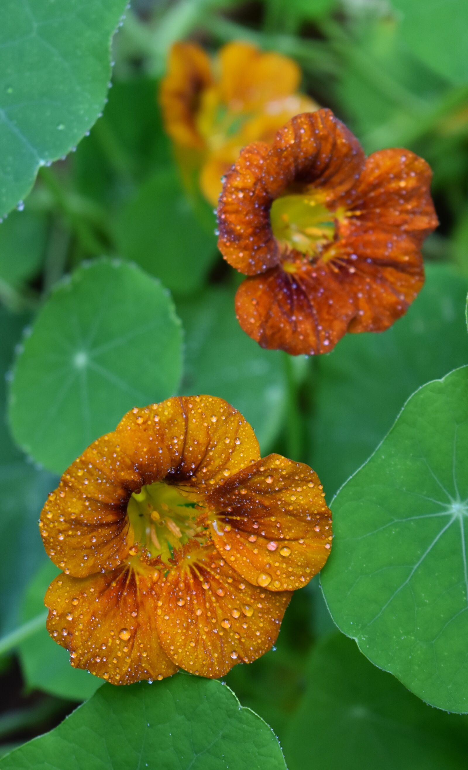Nikon D3500 sample photo. Nasturtiums, orange yellow, summer photography