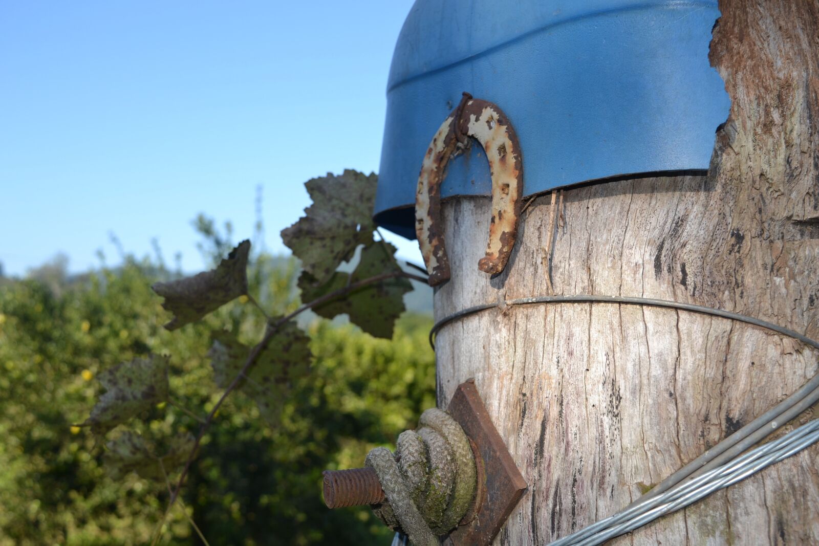 Nikon D3100 sample photo. Luck, horseshoe, vineyard photography