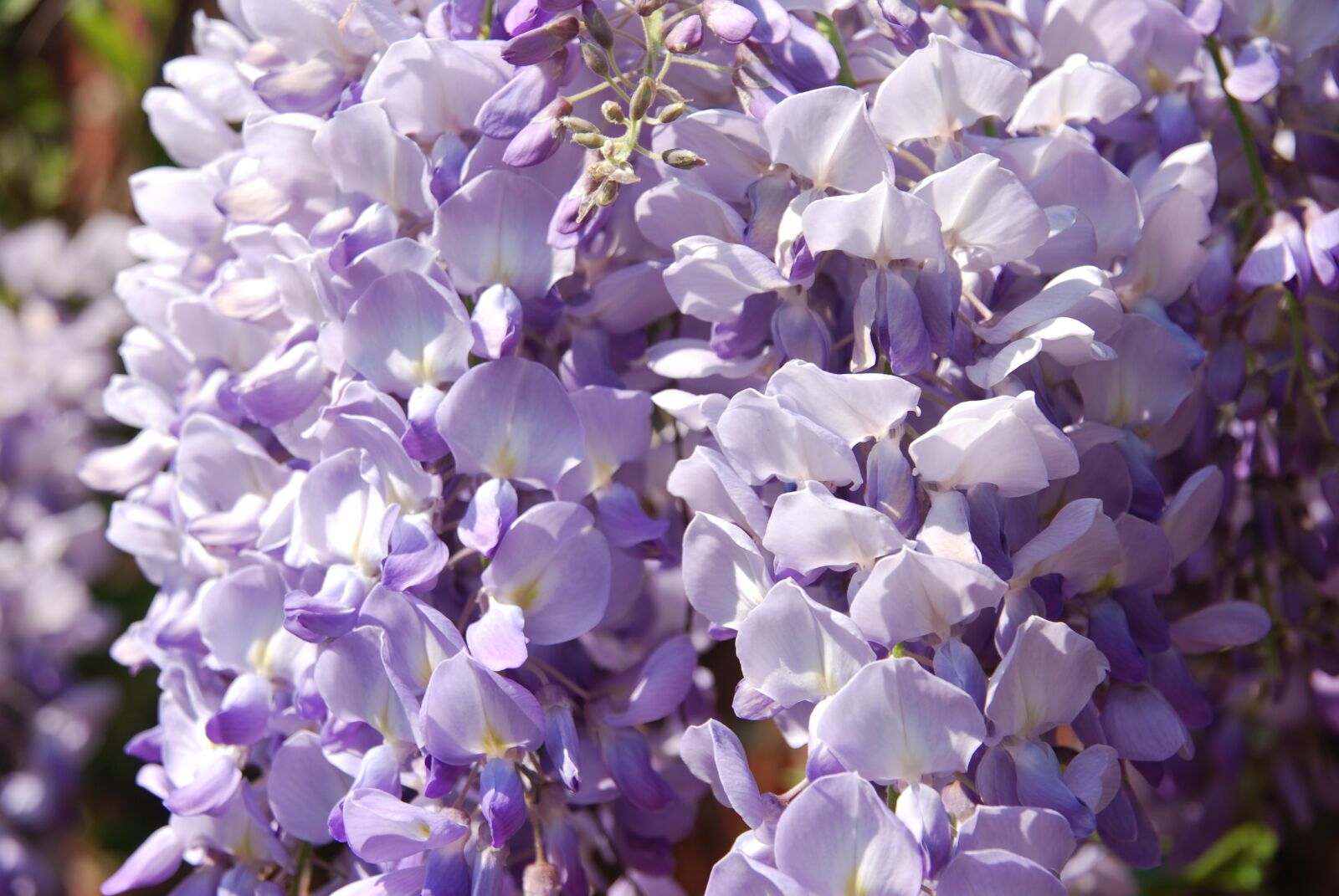 Nikon D80 sample photo. Nature, plant, blue photography