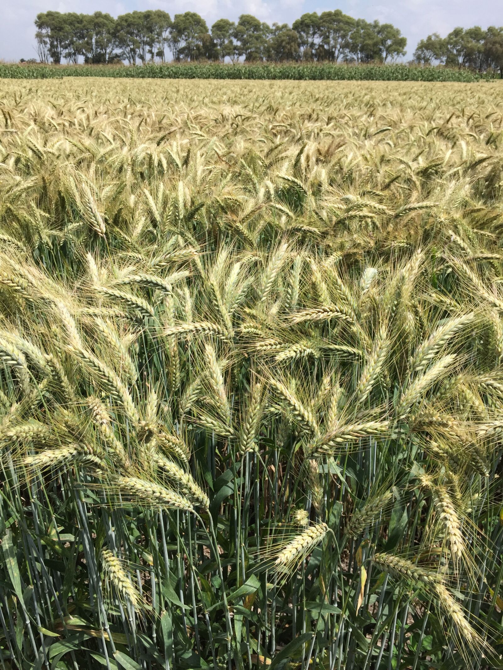 Apple iPhone 6 sample photo. Wheat, durum wheat, field photography