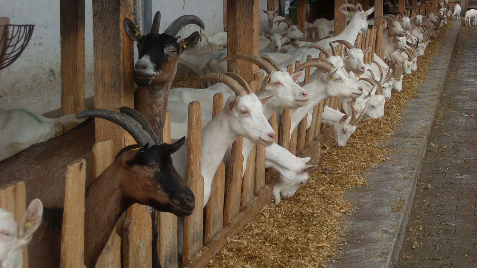 Samsung VLUU L730  / Samsung L730 sample photo. Goat, horns, goat cheese photography