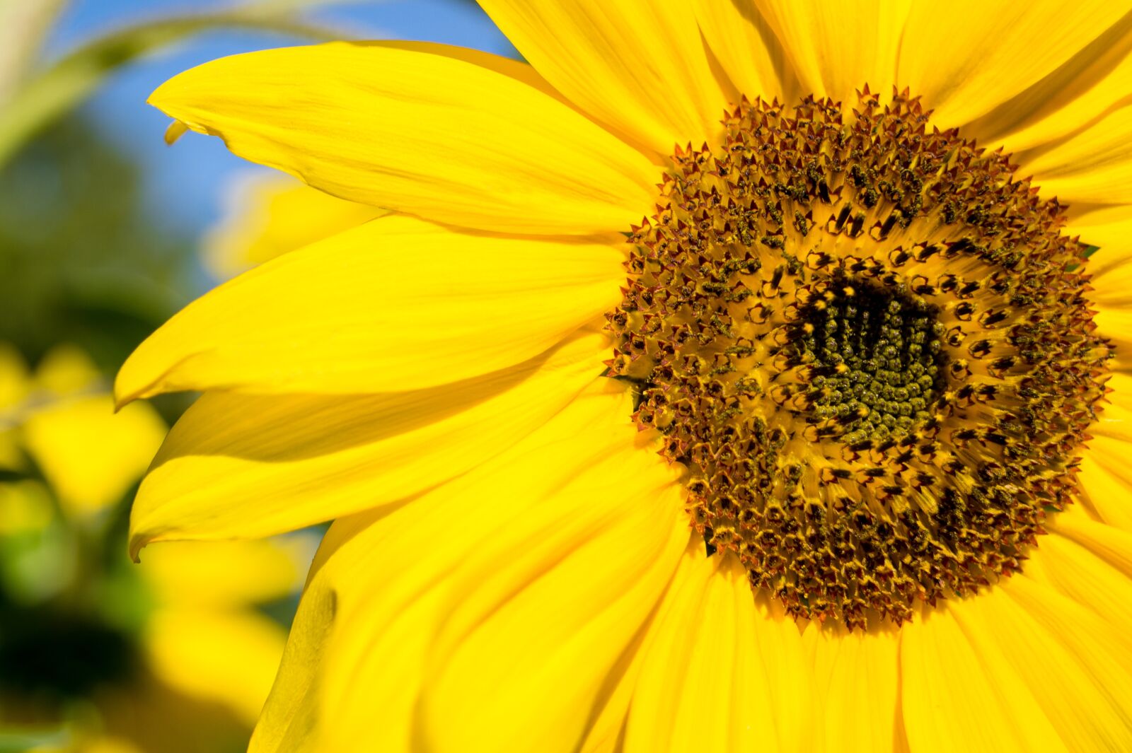 Sony DT 18-55mm F3.5-5.6 SAM II sample photo. Day, sunflower, macro photography