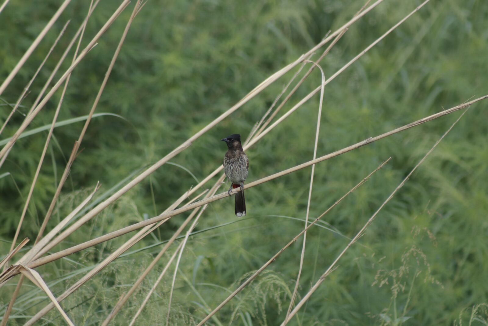Canon EF75-300mm f/4-5.6 sample photo. Bird, animal, nature photography