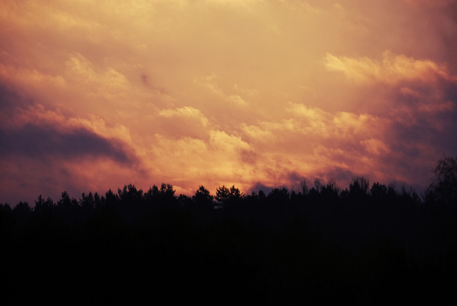 Nikon D60 sample photo. Clouds, forest, sun, sunrise photography