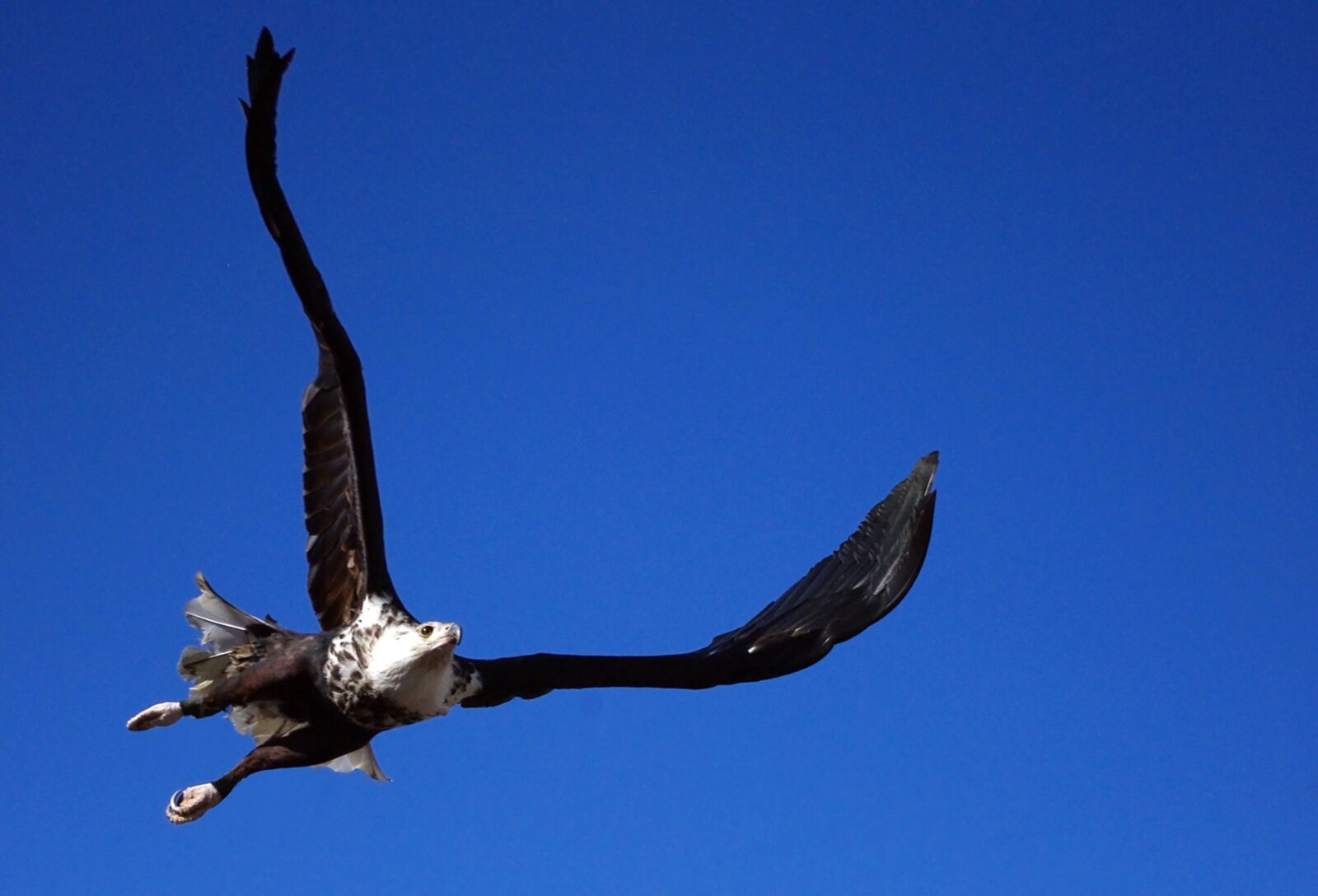 Pentax K-m (K2000) sample photo. Adler, bald eagle, vodel photography