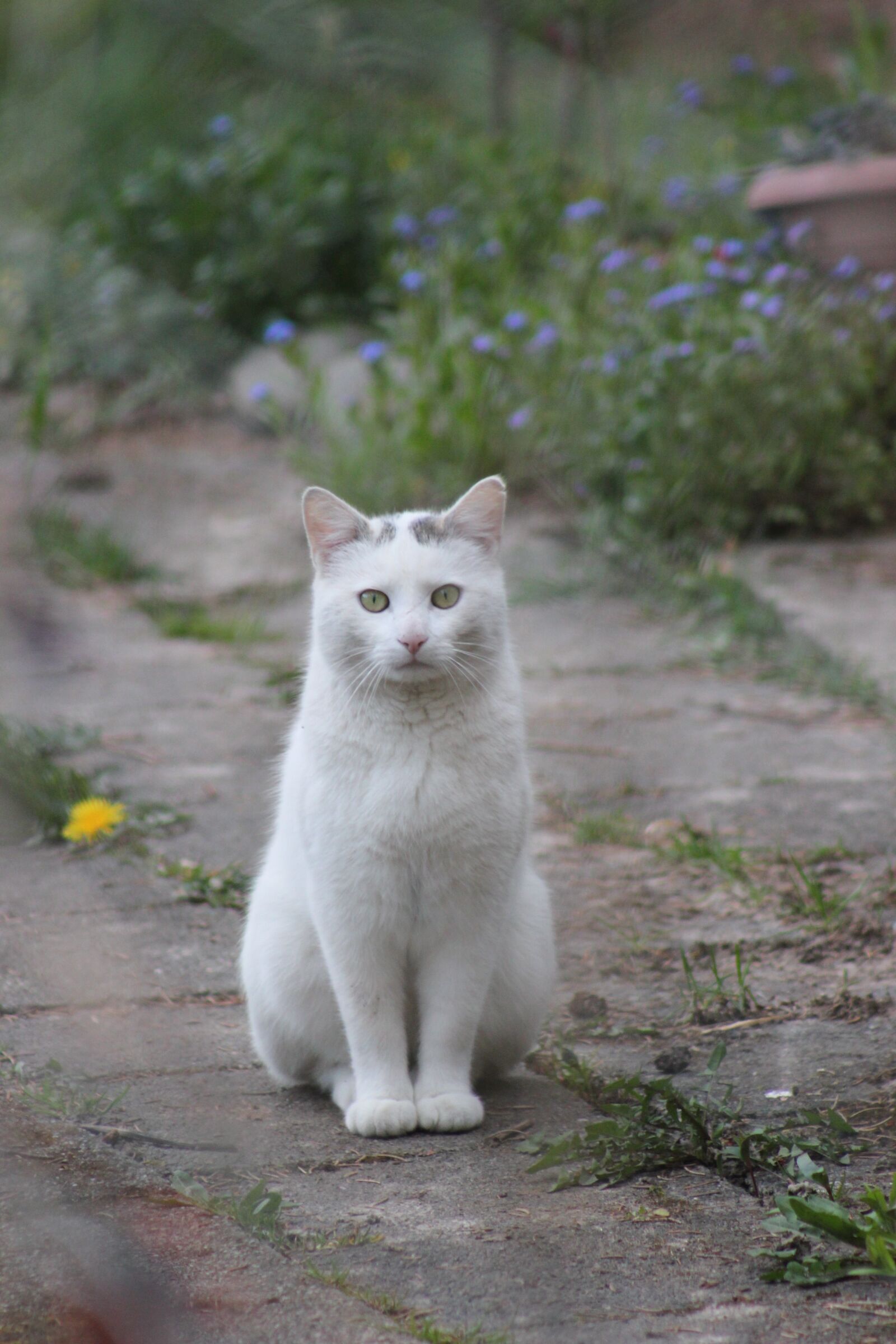Canon EOS 550D (EOS Rebel T2i / EOS Kiss X4) sample photo. Cat, domestic cat, view photography