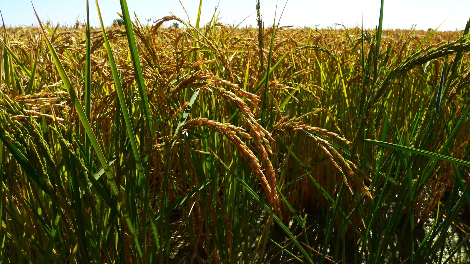 Panasonic DMC-FZ72 sample photo. Rice crop, crop, plant photography