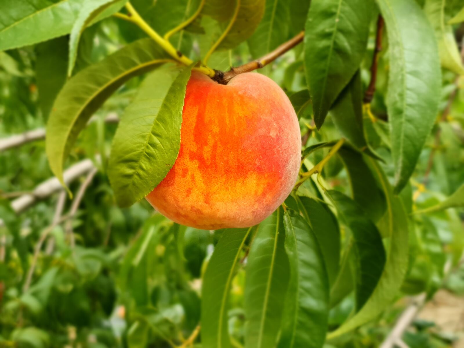 Samsung Galaxy S10e sample photo. Peach, fruit, delicious photography