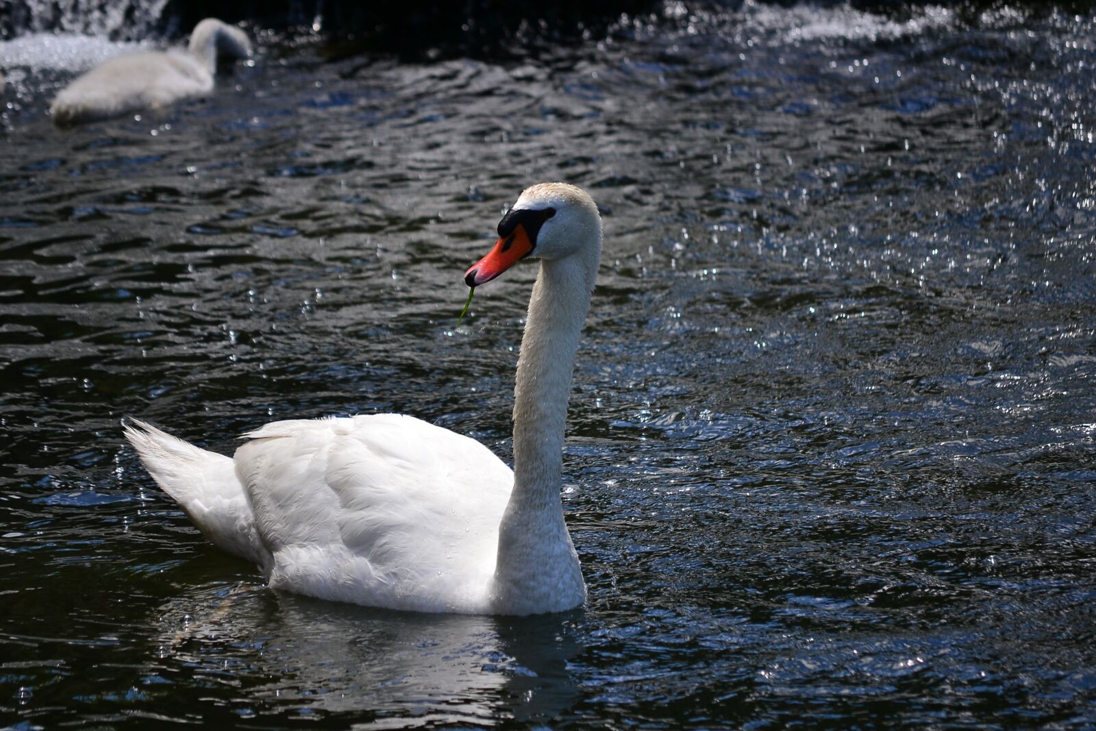 Nikon D3100 sample photo. Swan, white, birds photography