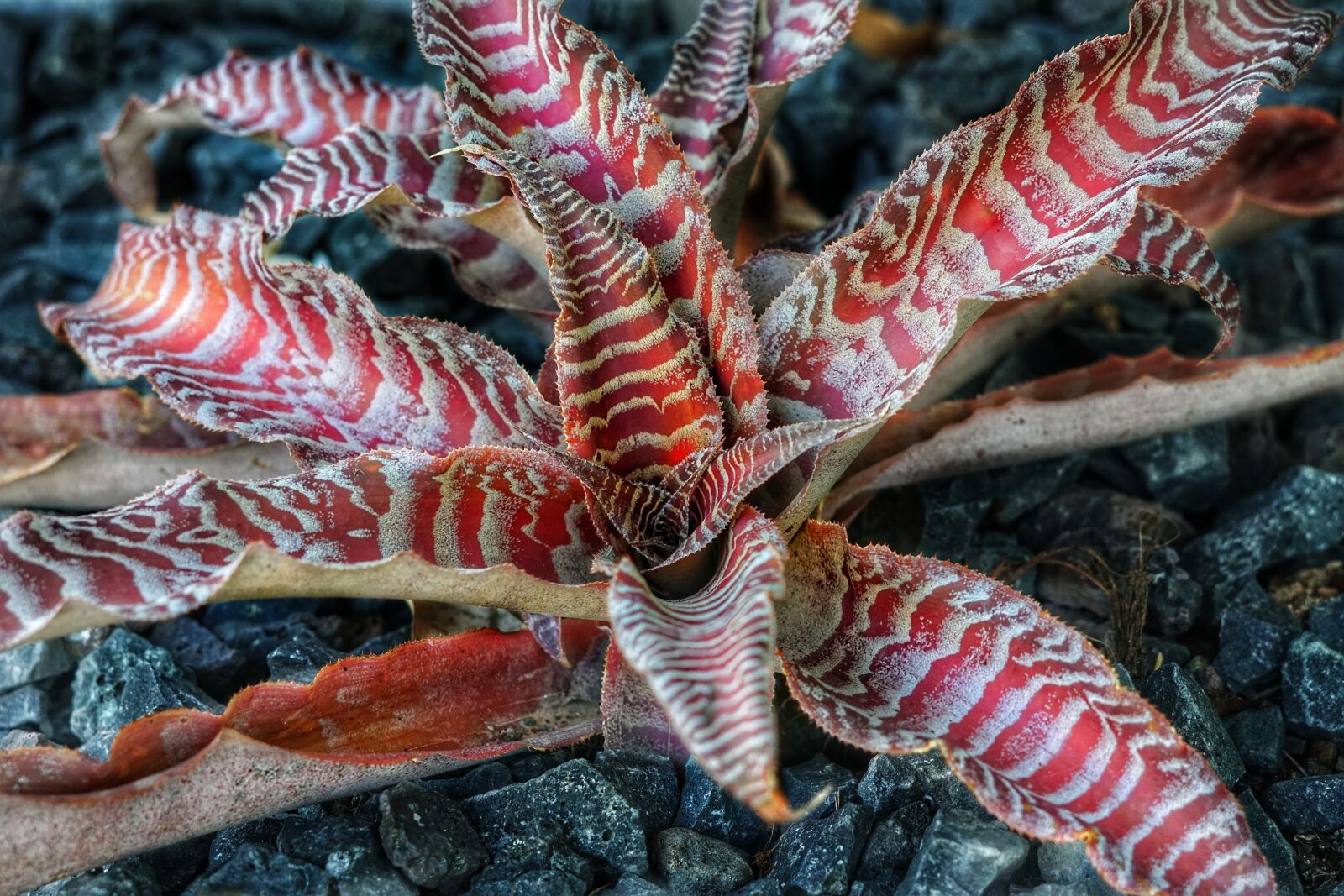 Sony a6300 + Sony FE 50mm F1.8 sample photo. Black mystic, starfish plant photography