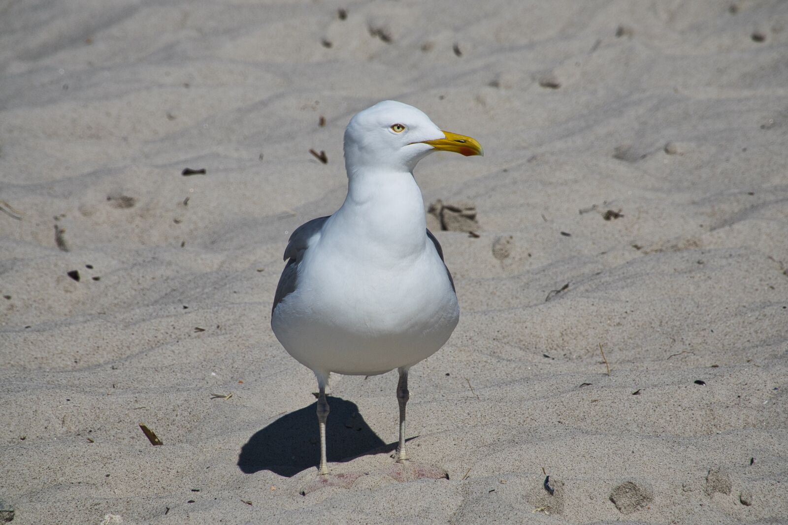 Sony Cyber-shot DSC-RX10 III sample photo. Seagull, beach, vacations photography