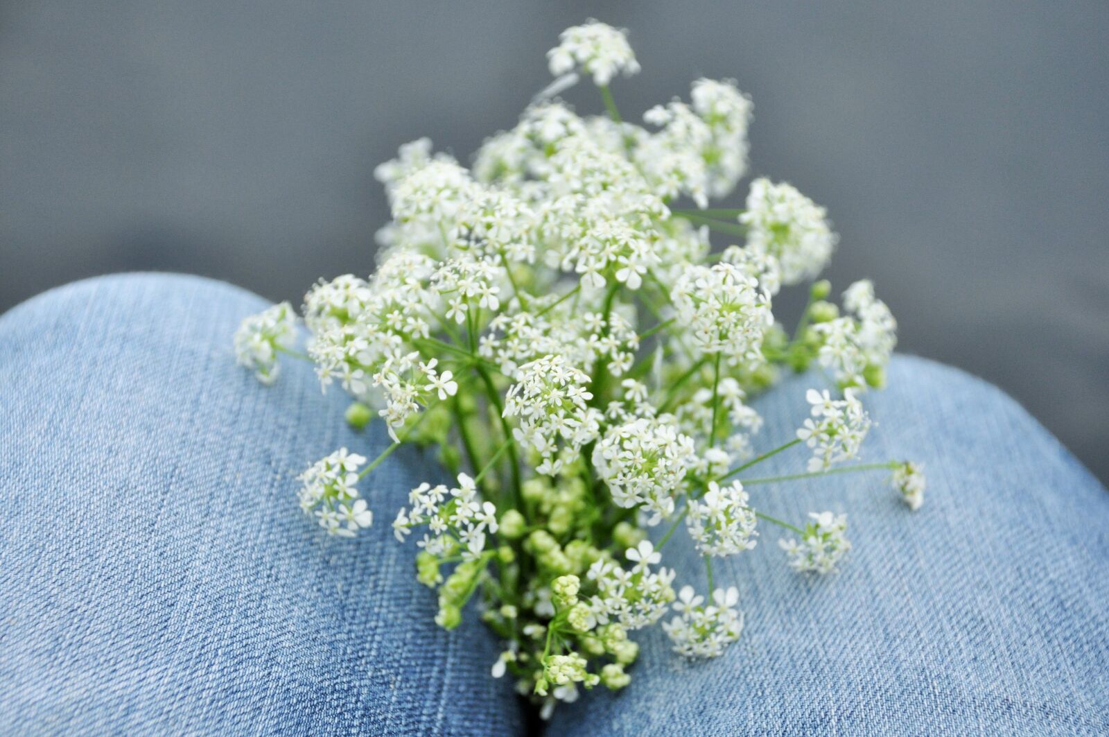 Nikon D90 sample photo. Flowers, nature, field photography