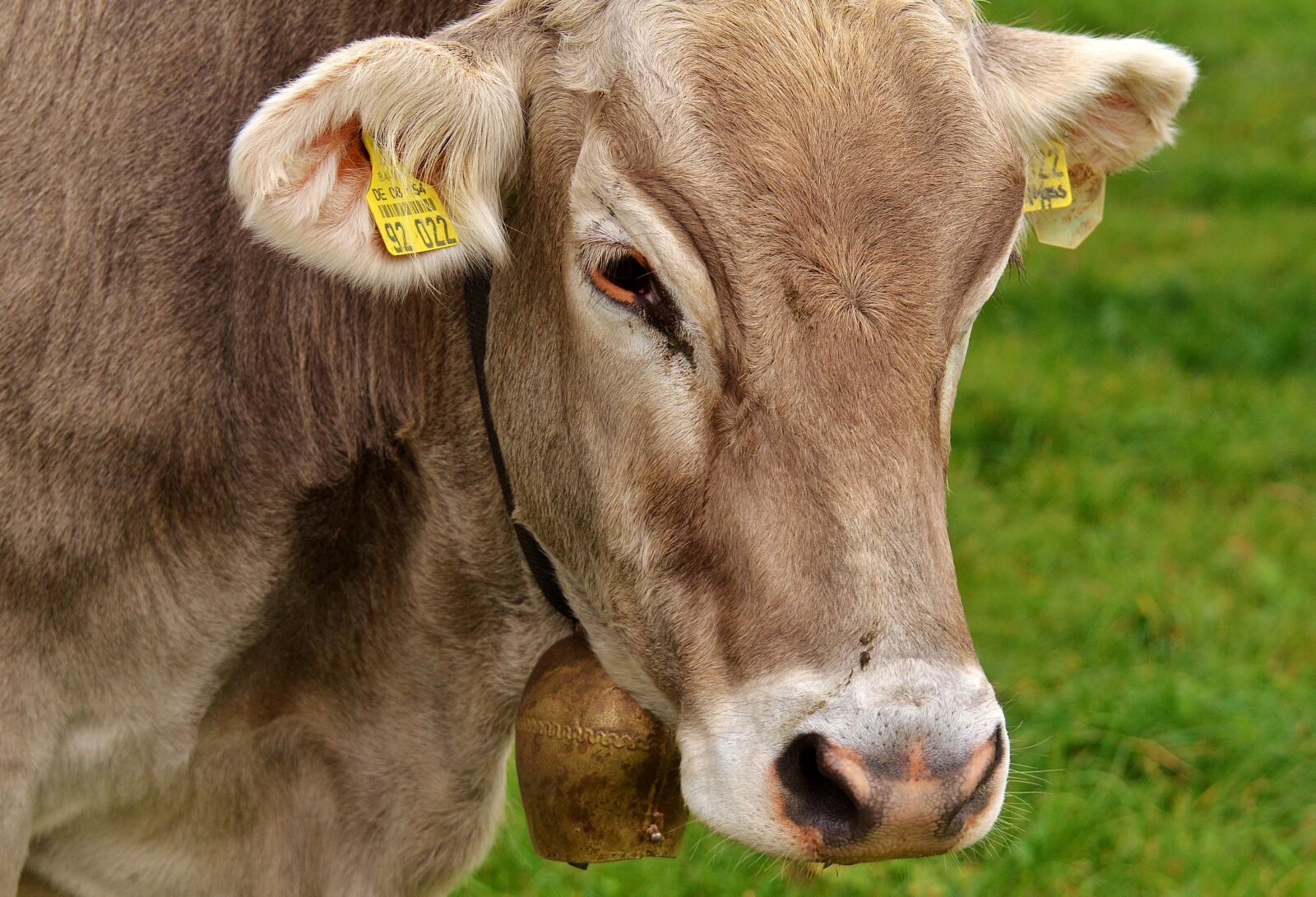 Nikon D3200 sample photo. Cow, allgäu, cows photography