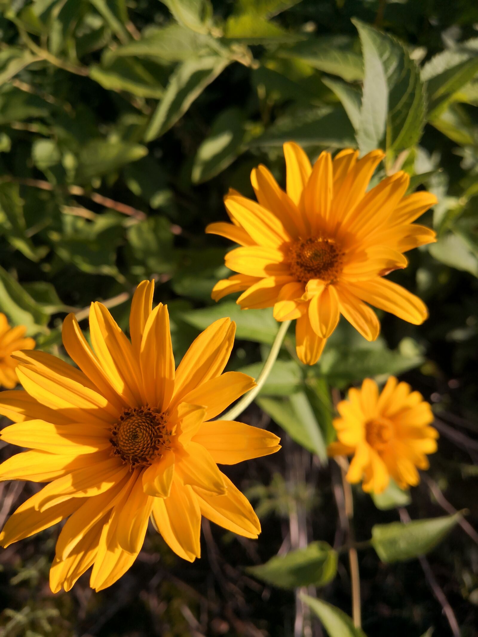 HUAWEI Mate 10 Pro sample photo. Nature, summer, flowers photography