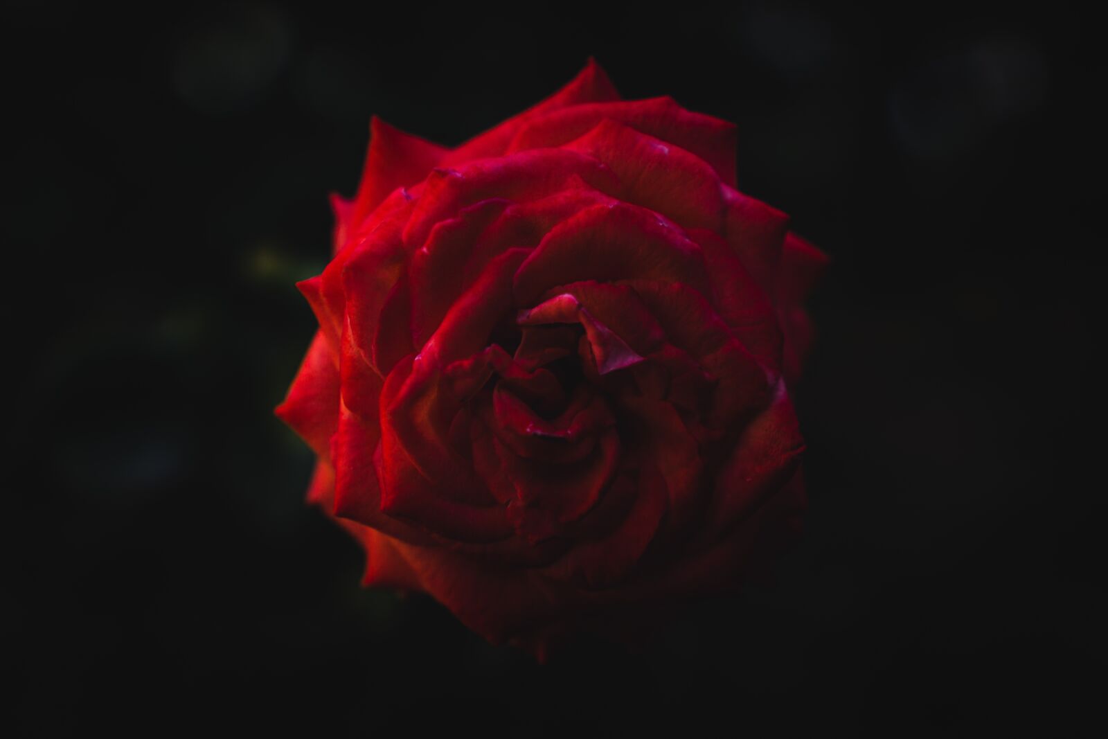 Sigma 16mm F1.4 DC DN | C sample photo. Flower, blossom, bloom photography