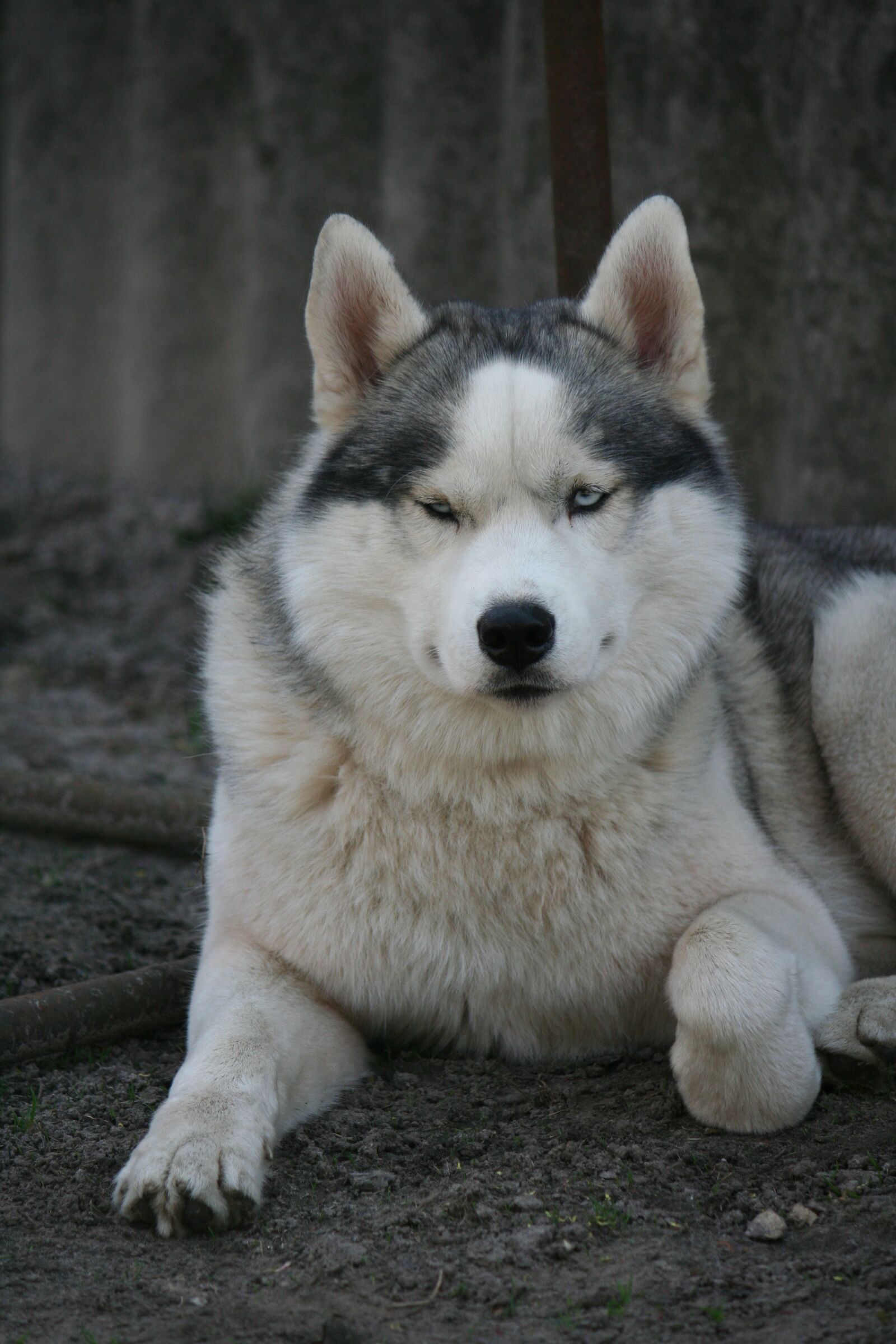 Canon EOS 350D (EOS Digital Rebel XT / EOS Kiss Digital N) sample photo. Husky, smile, the seriousness photography