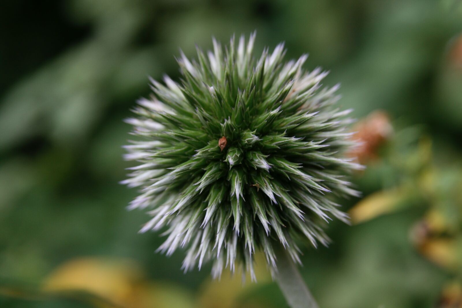 Canon EOS 400D (EOS Digital Rebel XTi / EOS Kiss Digital X) sample photo. Trockenblume, autumn, infructescence photography