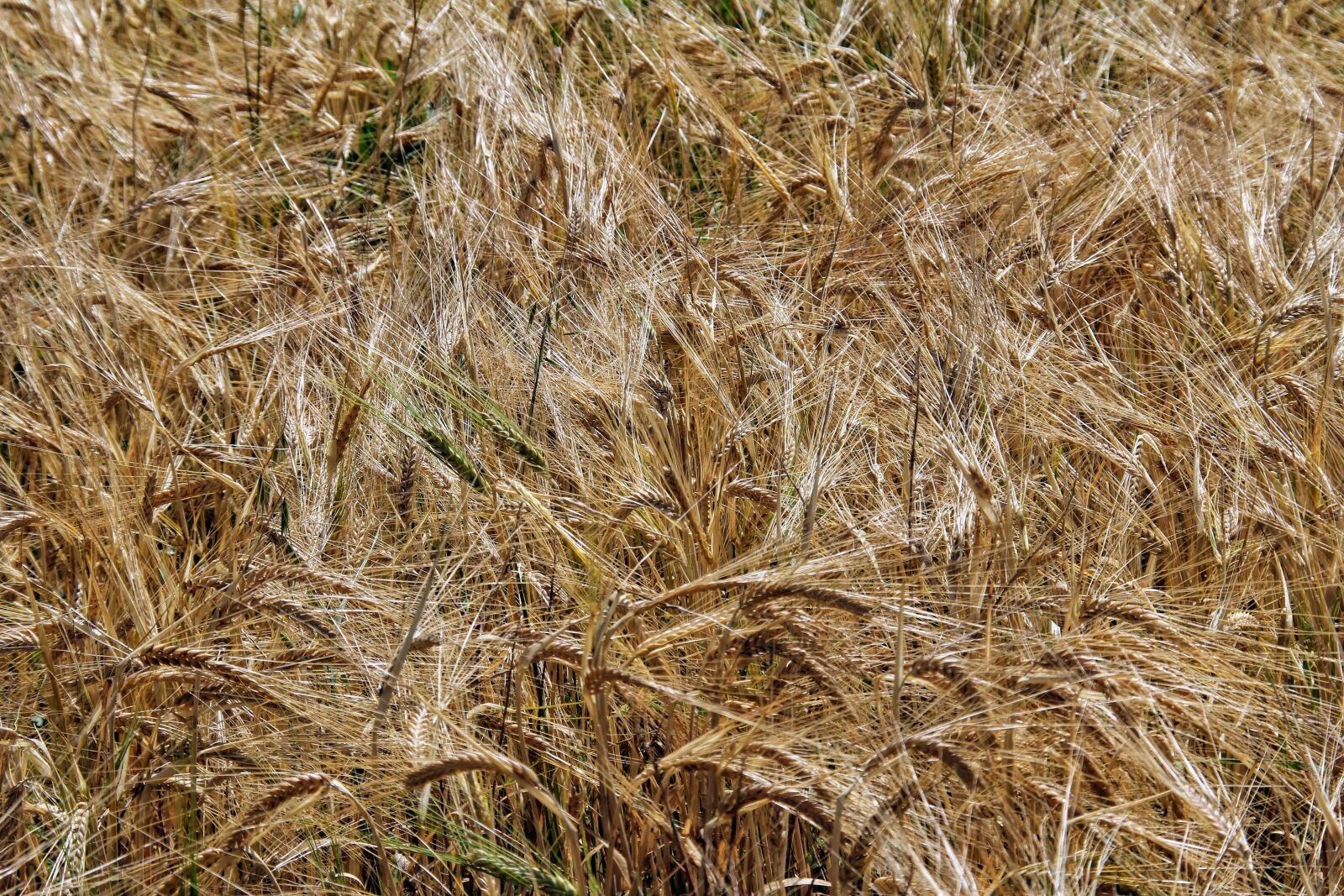 Canon EOS 60D sample photo. Fields, earth, nature photography