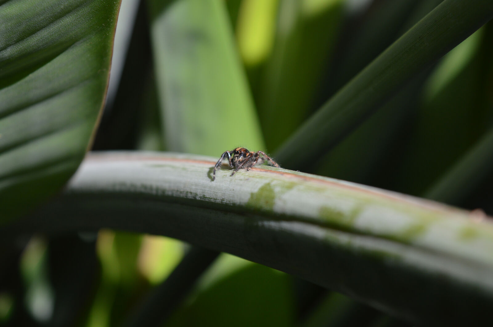 Nikon D3200 sample photo. Buenos, aires, castelar photography