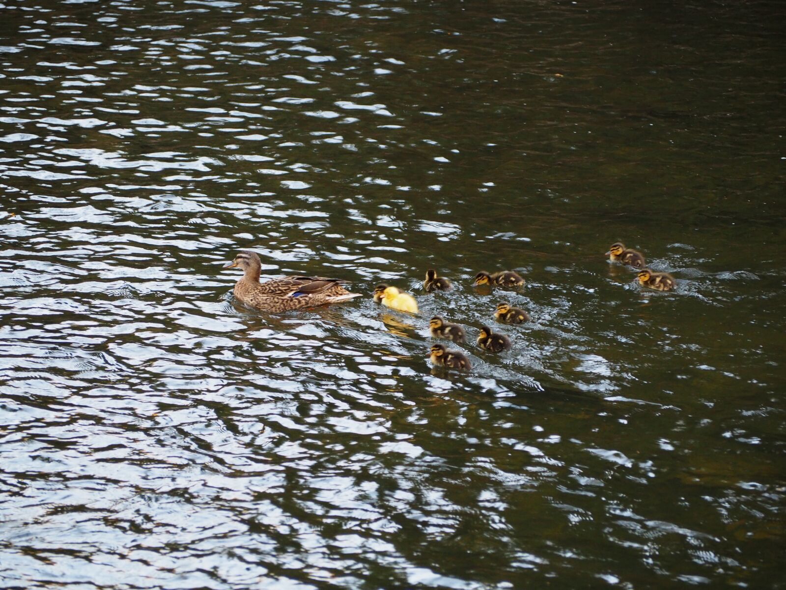 Olympus OM-D E-M10 II sample photo. Ducks, duck, segovia photography