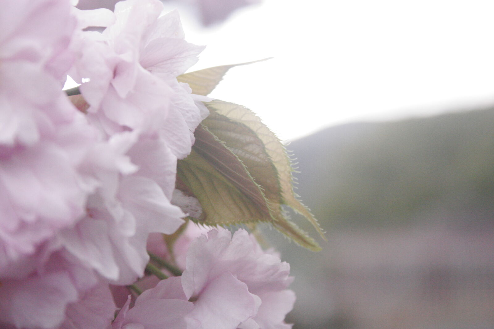Canon EOS 20D sample photo. Blossom, flowers, hill, leaf photography