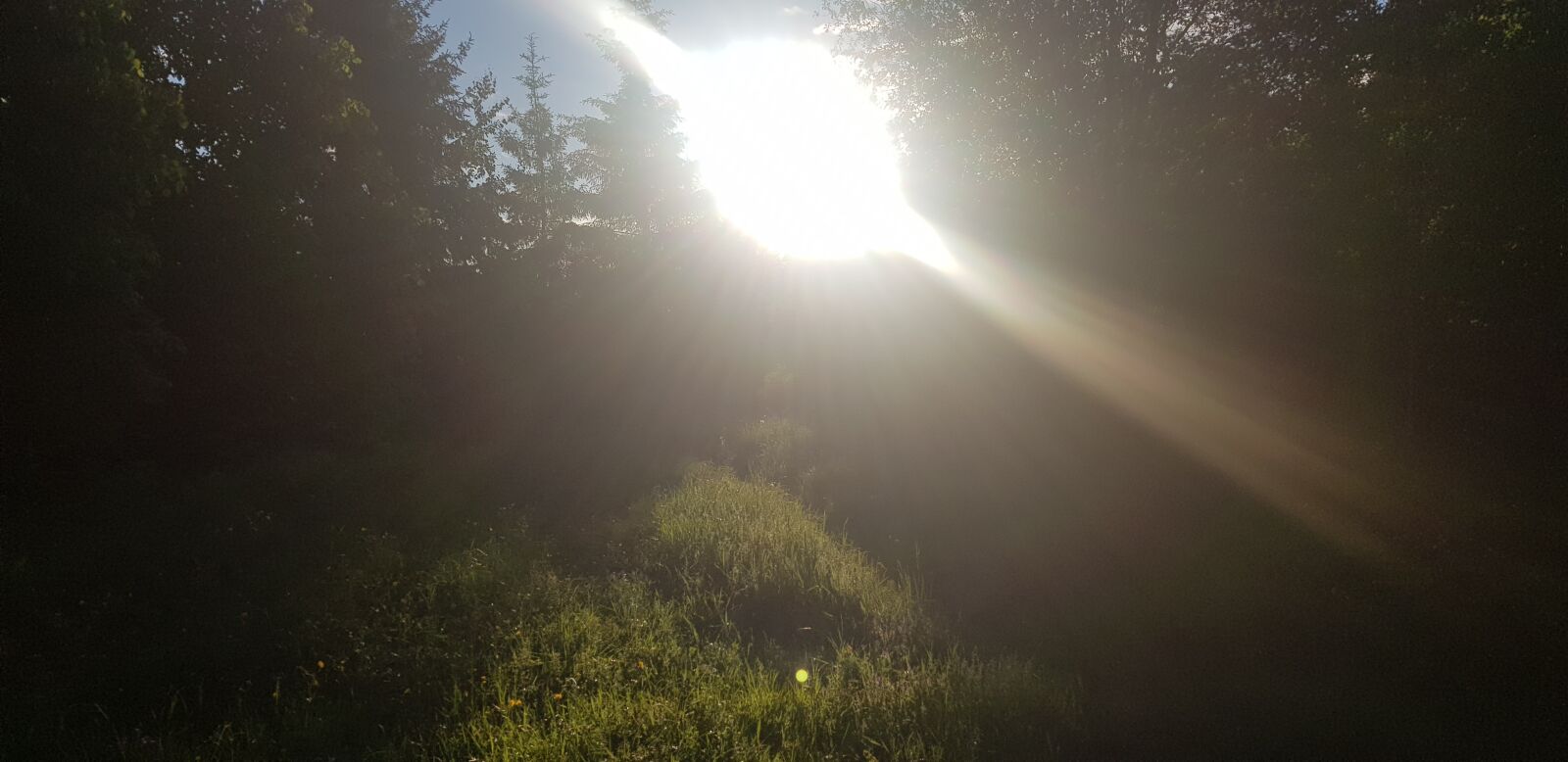Samsung Galaxy S8+ sample photo. Forest, trees, summer photography