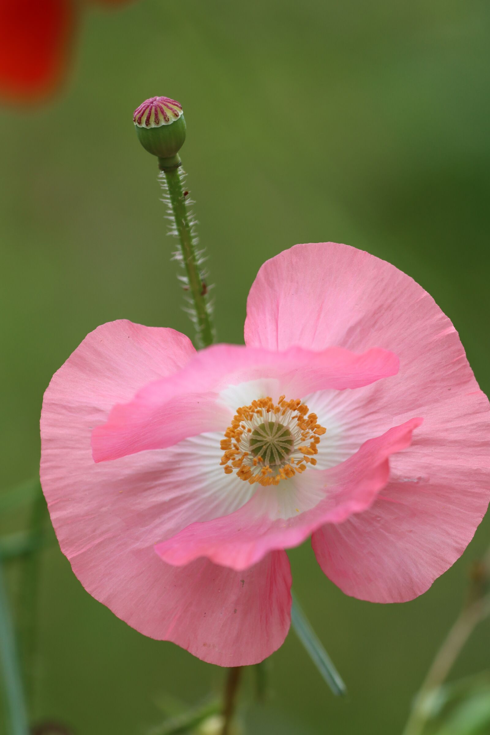 Canon EF 180mm F3.5L Macro USM sample photo. Poppy, pink flower, common photography
